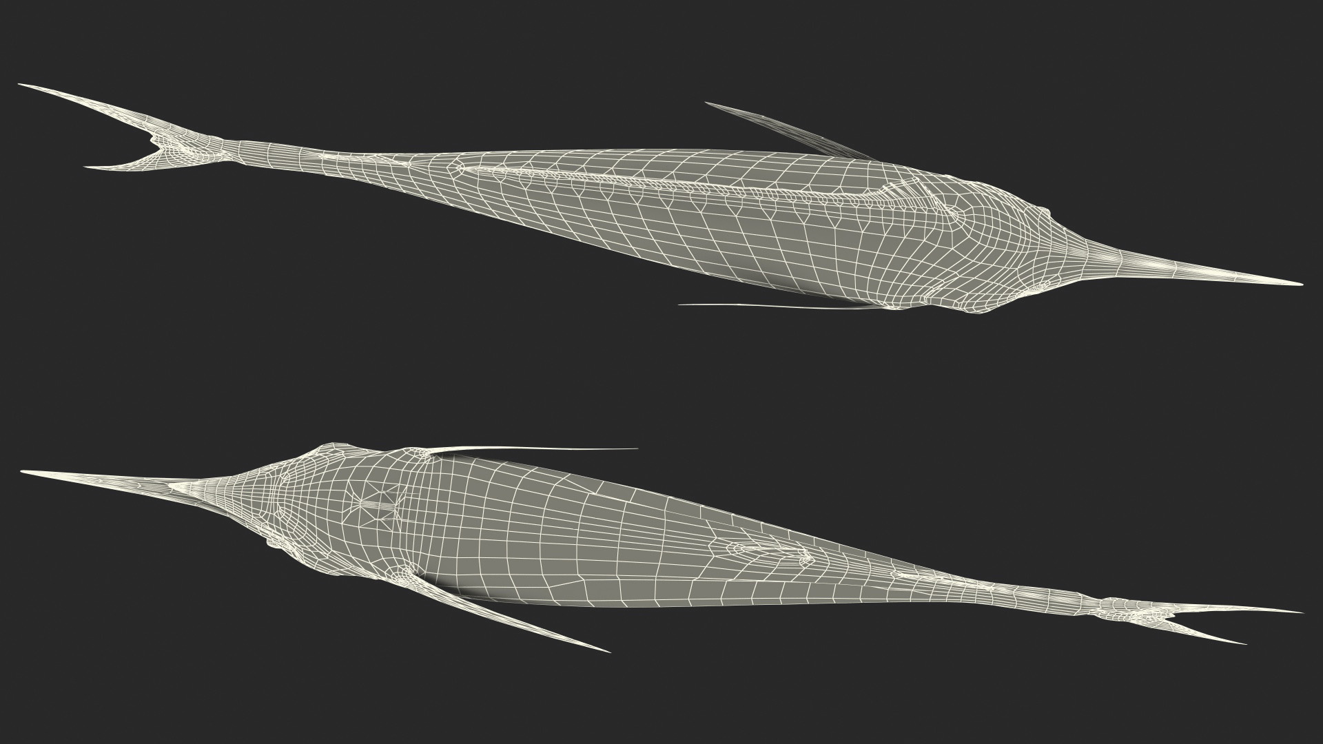 White Marlin Fish 3D