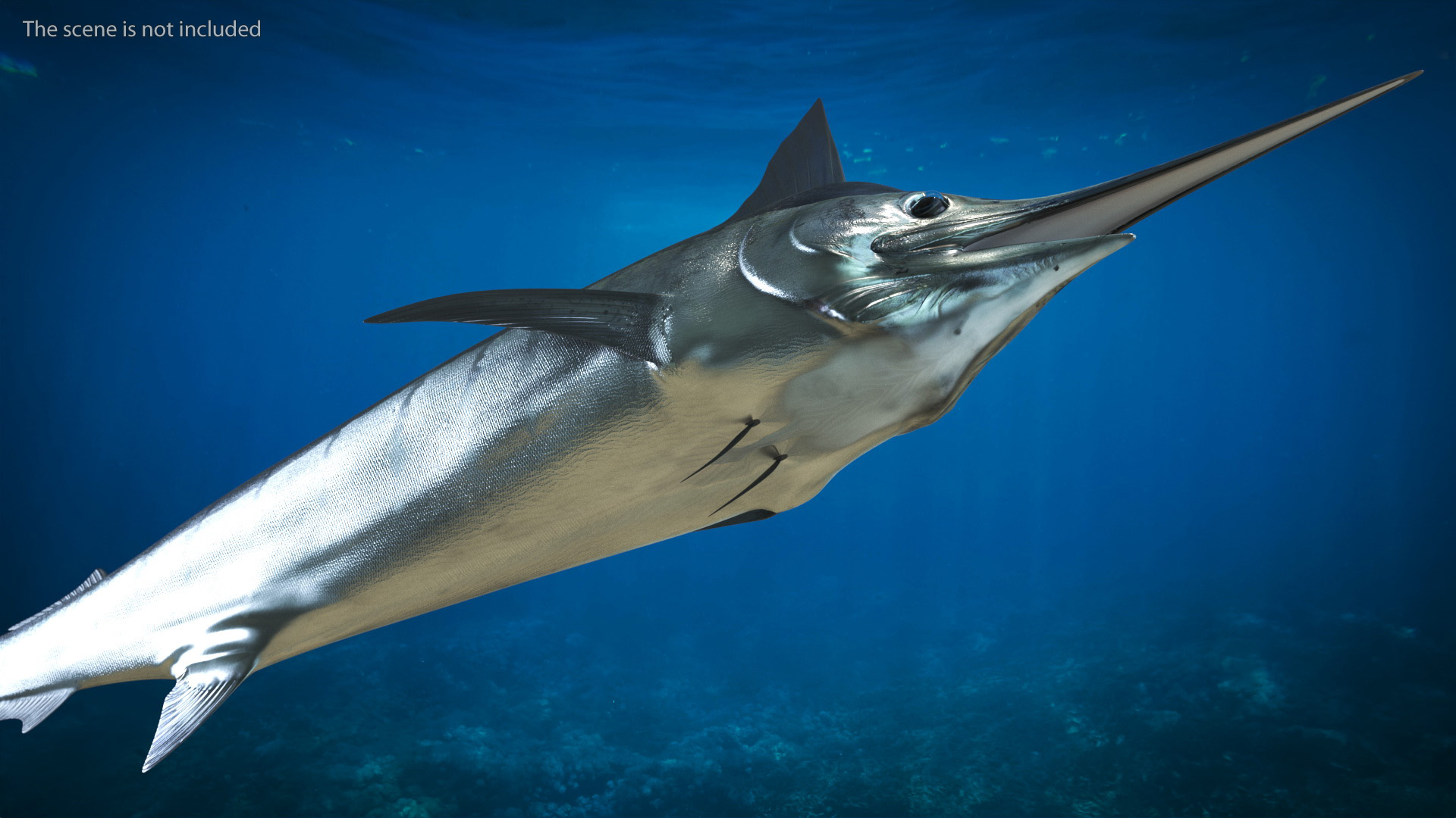 White Marlin Fish 3D