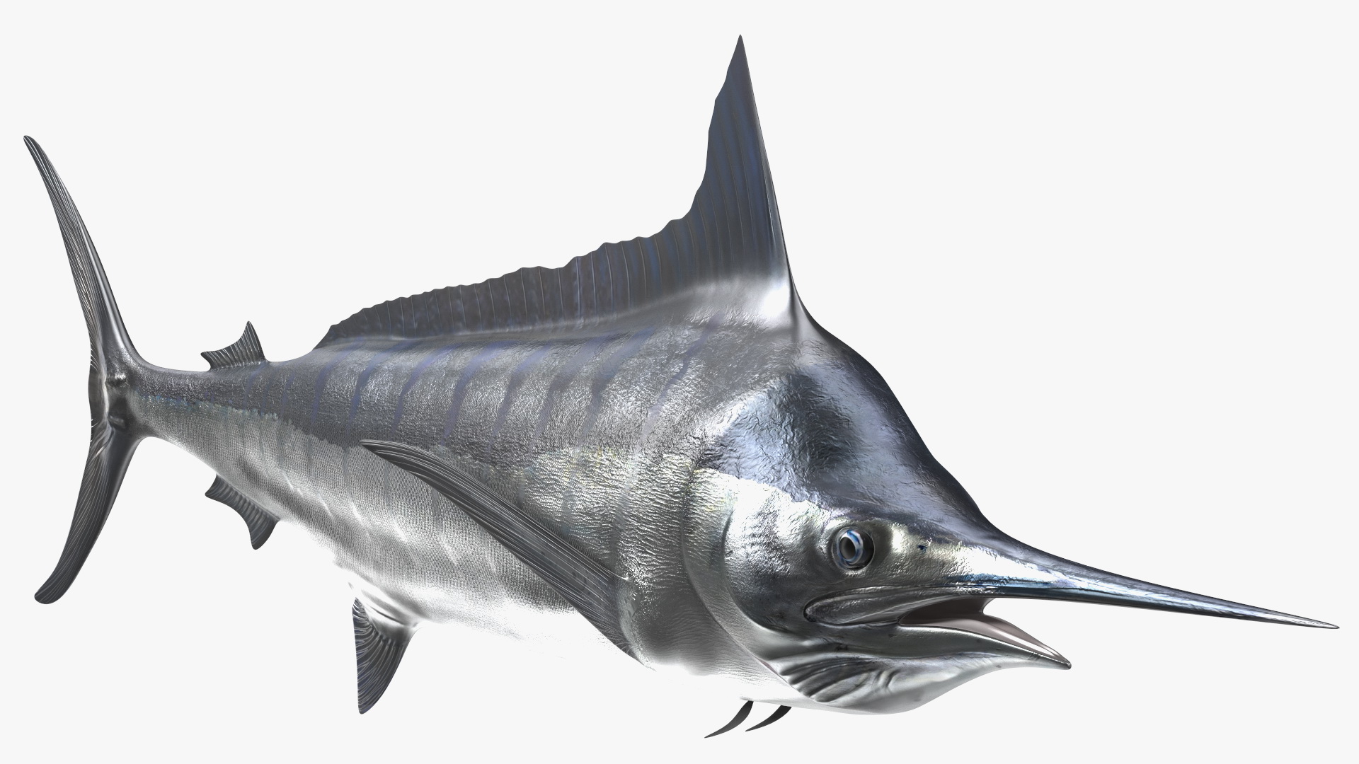 White Marlin Fish 3D