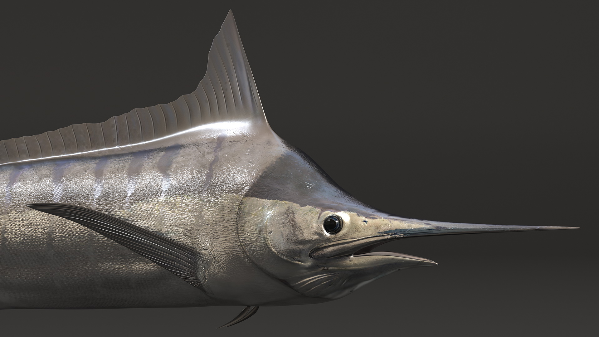 White Marlin Fish 3D