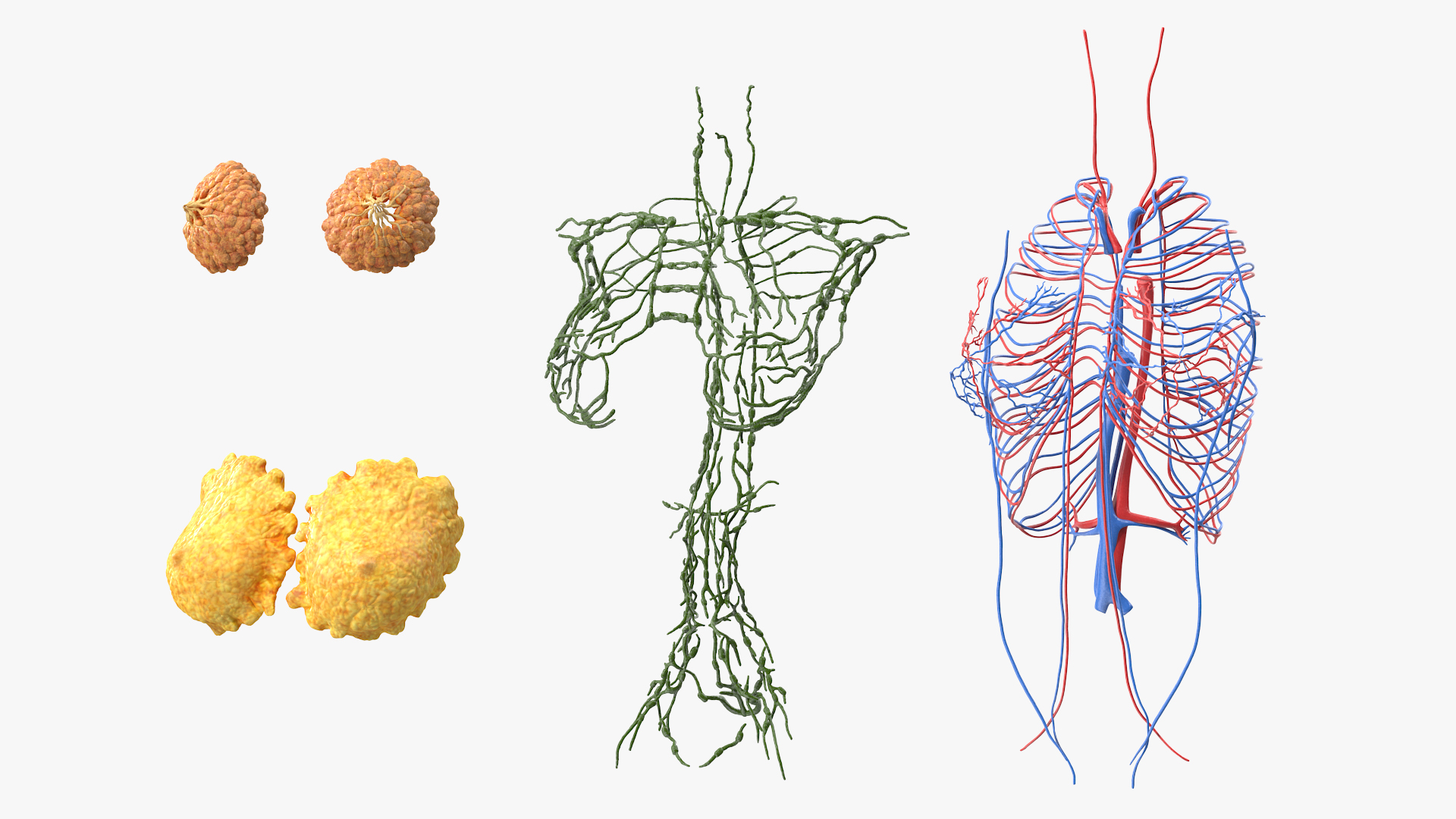 3D Female Breast Anatomy