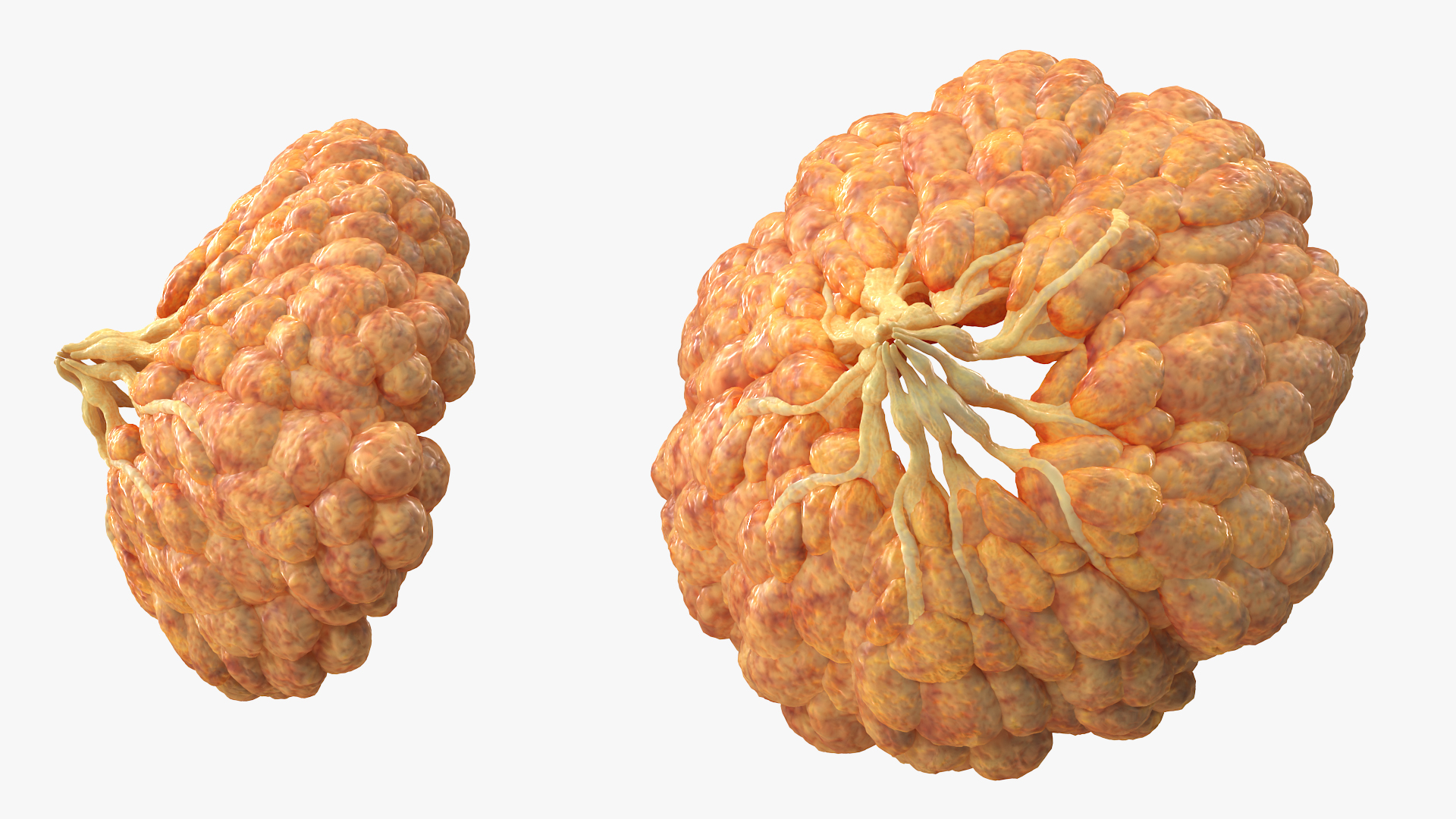 3D Female Breast Anatomy