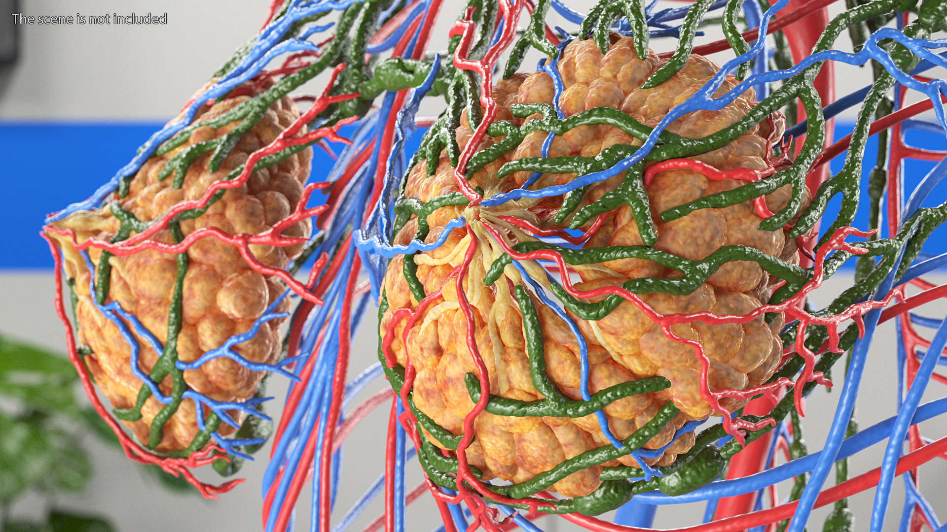 3D Female Breast Anatomy