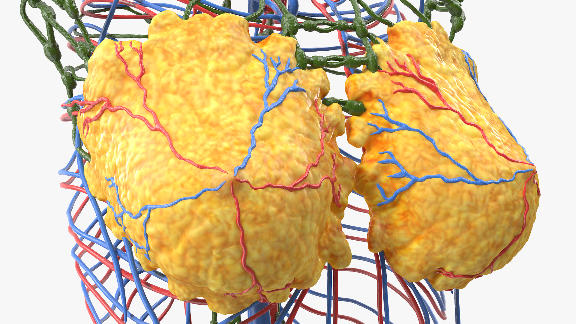 3D Female Breast Anatomy