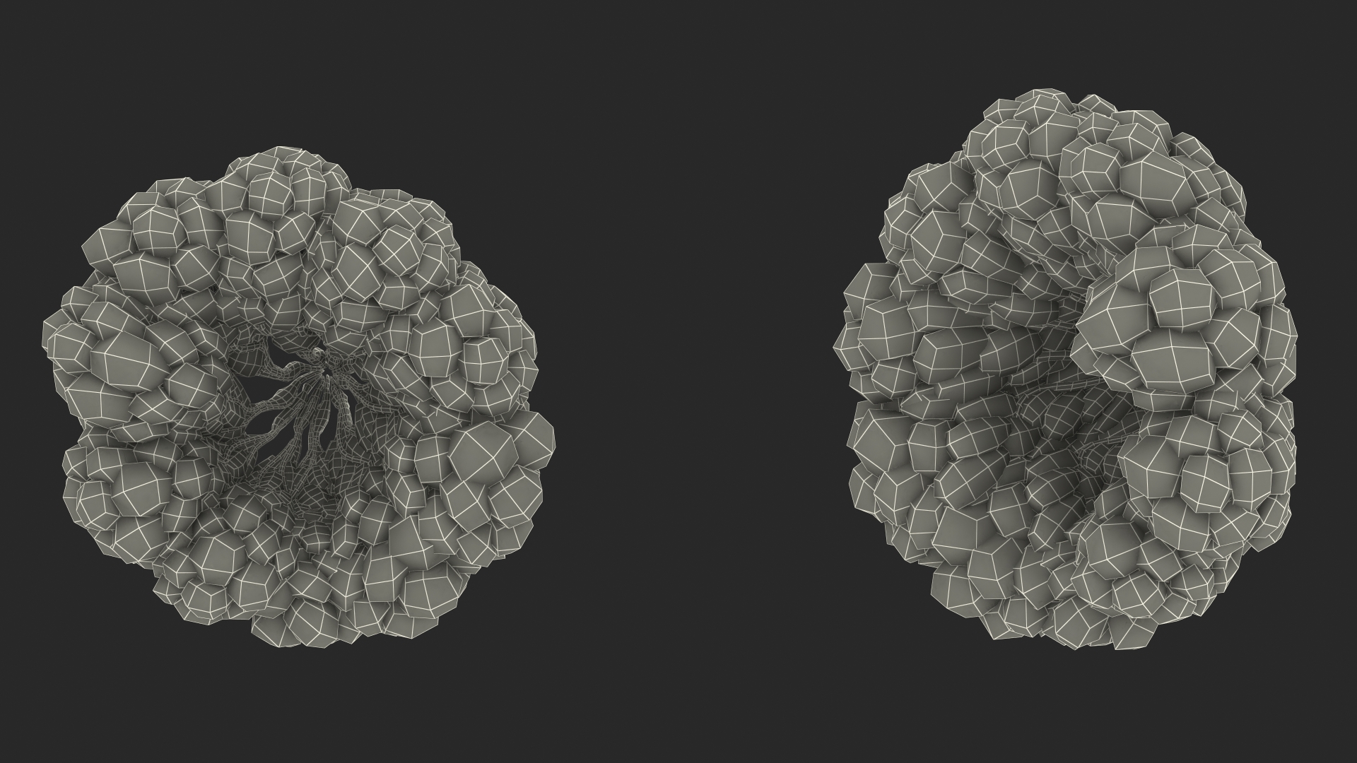 3D Female Breast Anatomy