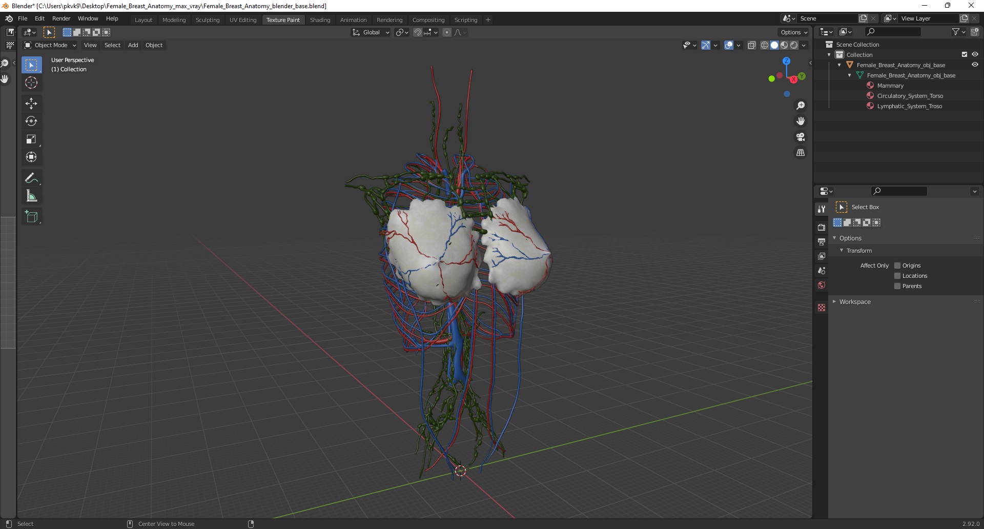 3D Female Breast Anatomy