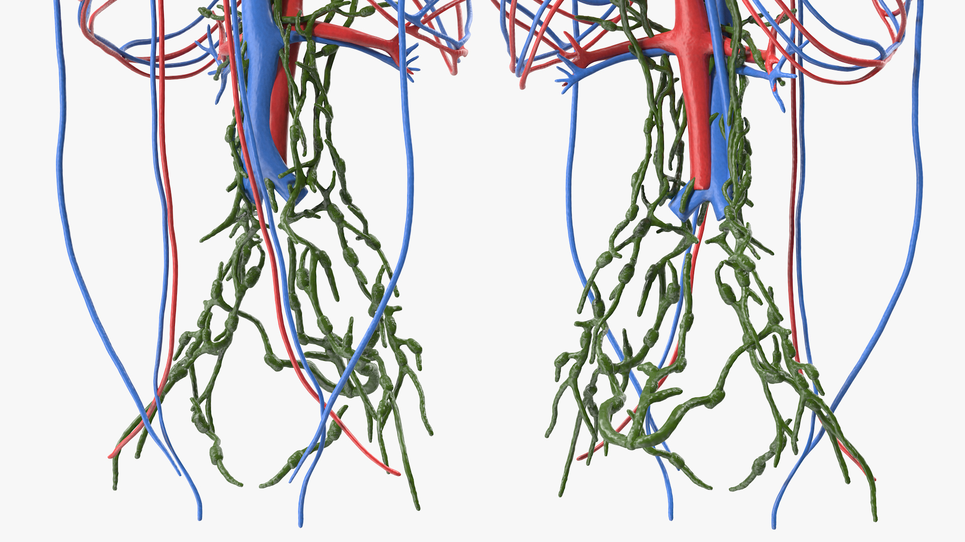 3D Female Breast Anatomy