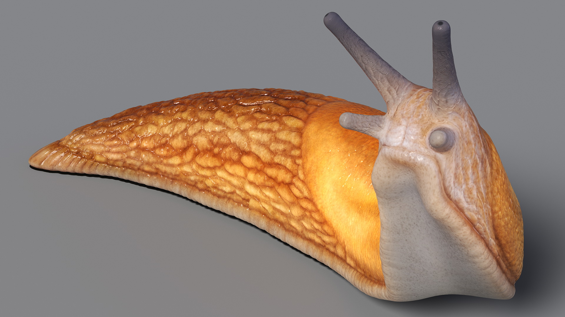 Slug Arion Fuscus Reaching Up 3D model