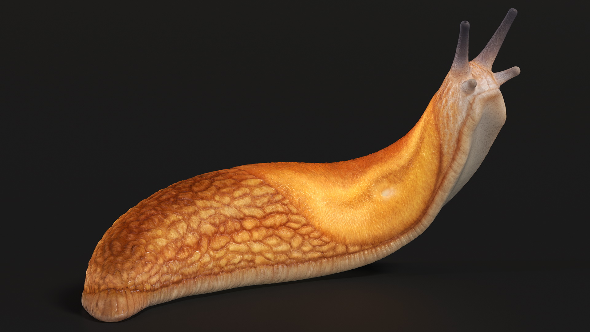 Slug Arion Fuscus Reaching Up 3D model