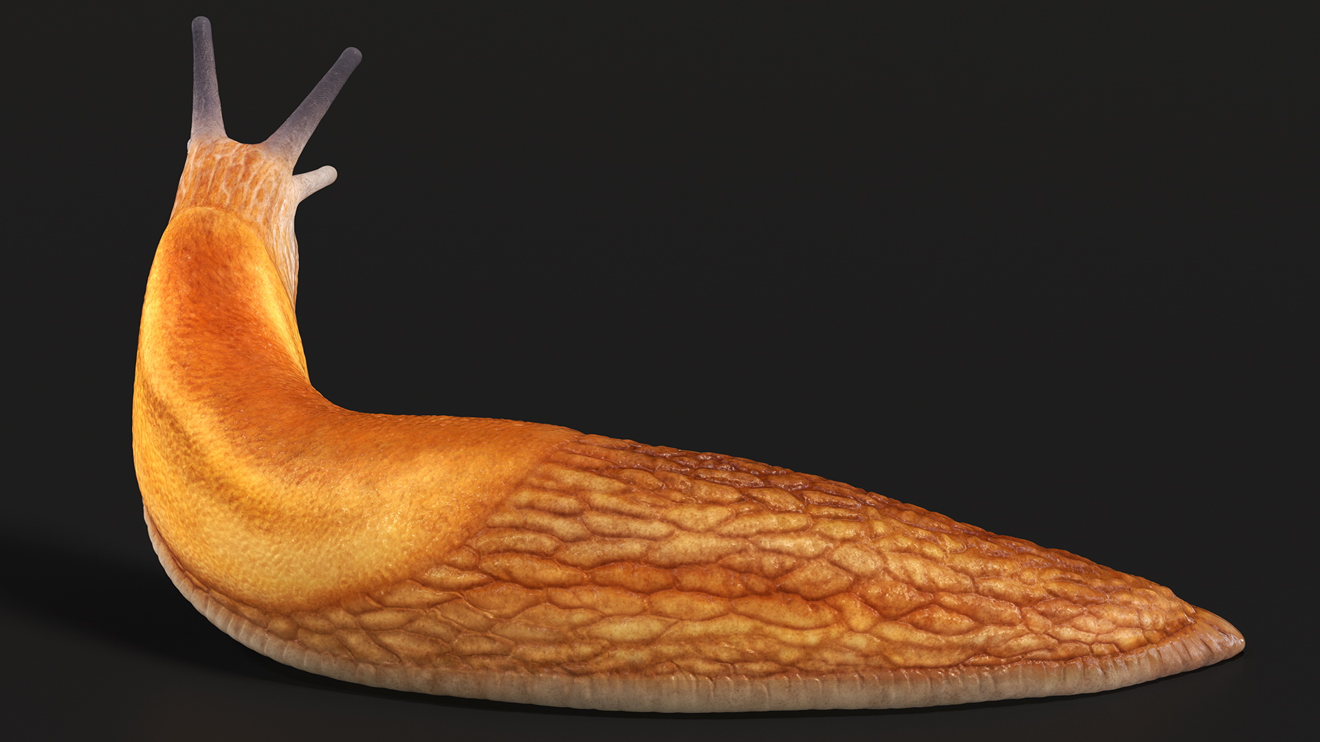 Slug Arion Fuscus Reaching Up 3D model