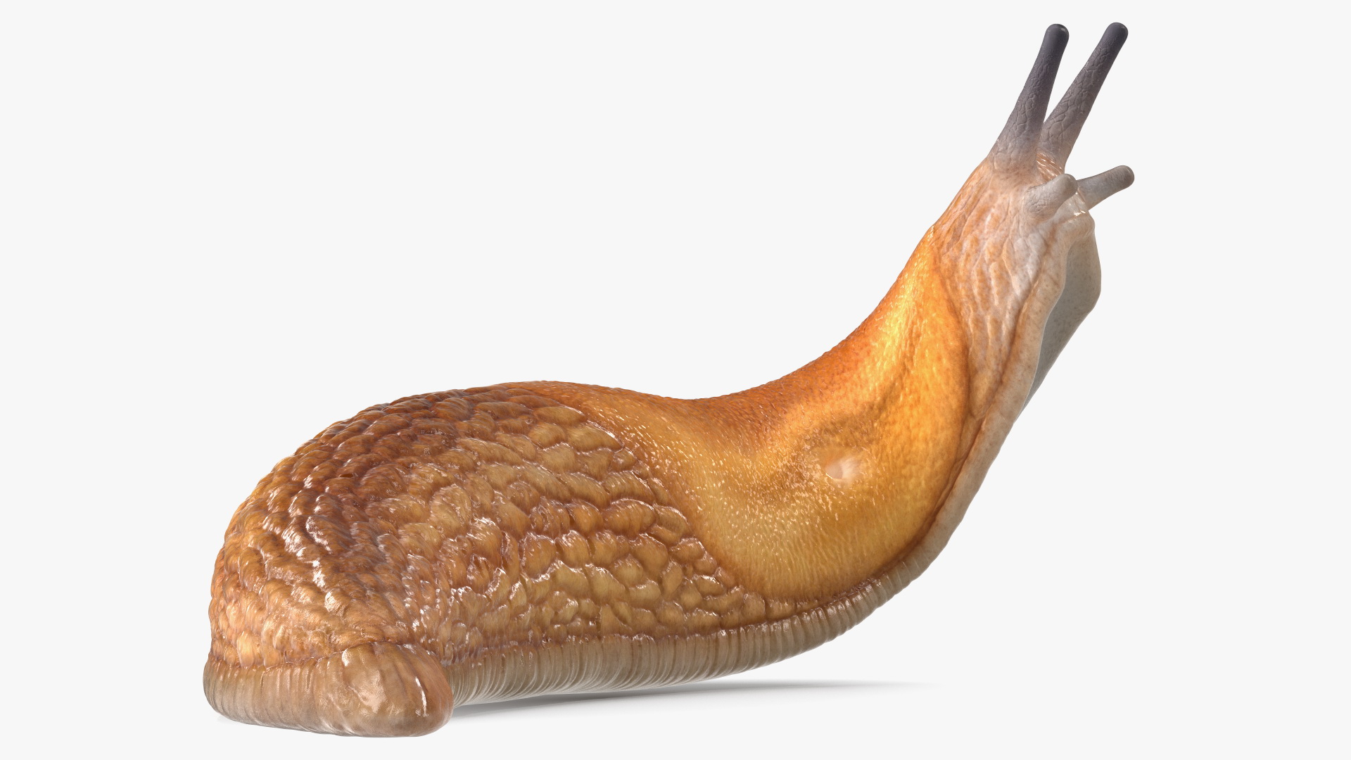 Slug Arion Fuscus Reaching Up 3D model