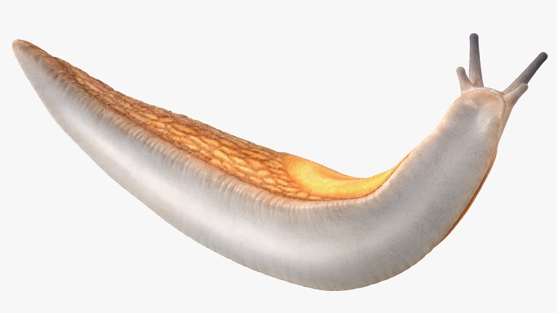 Slug Arion Fuscus Reaching Up 3D model
