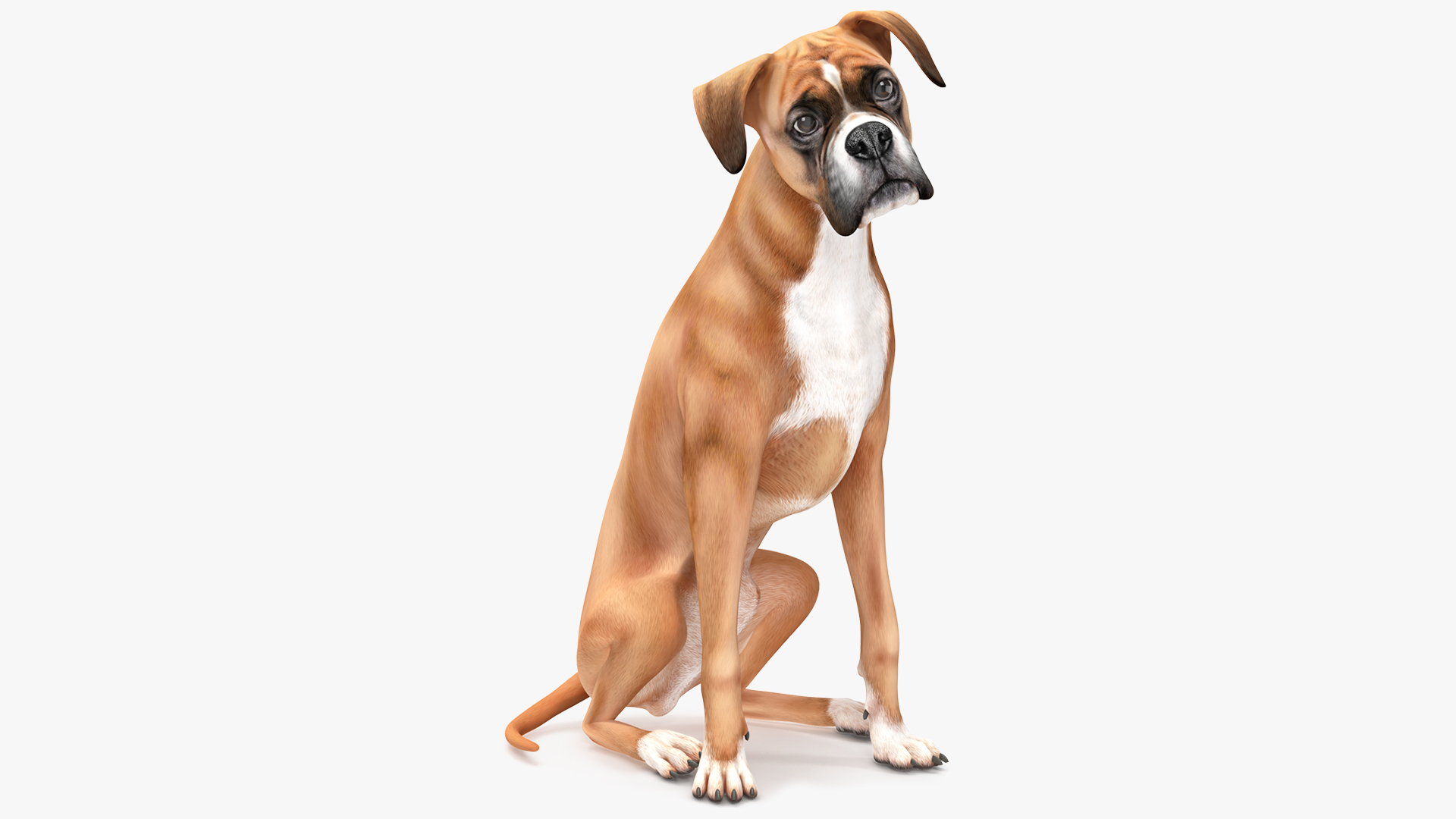 3D model Sitting Dog Boxer for 3D Print