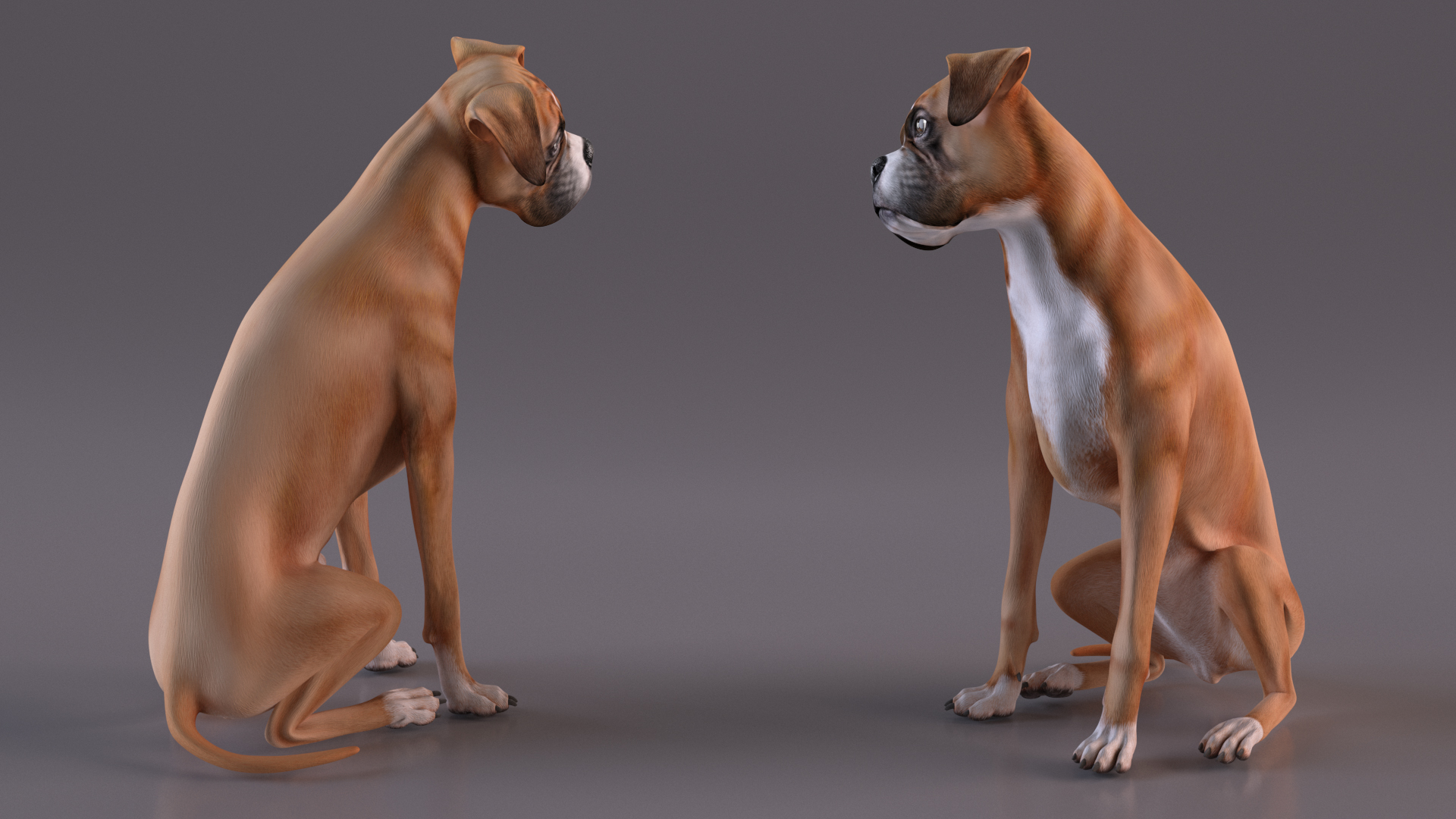 3D model Sitting Dog Boxer for 3D Print