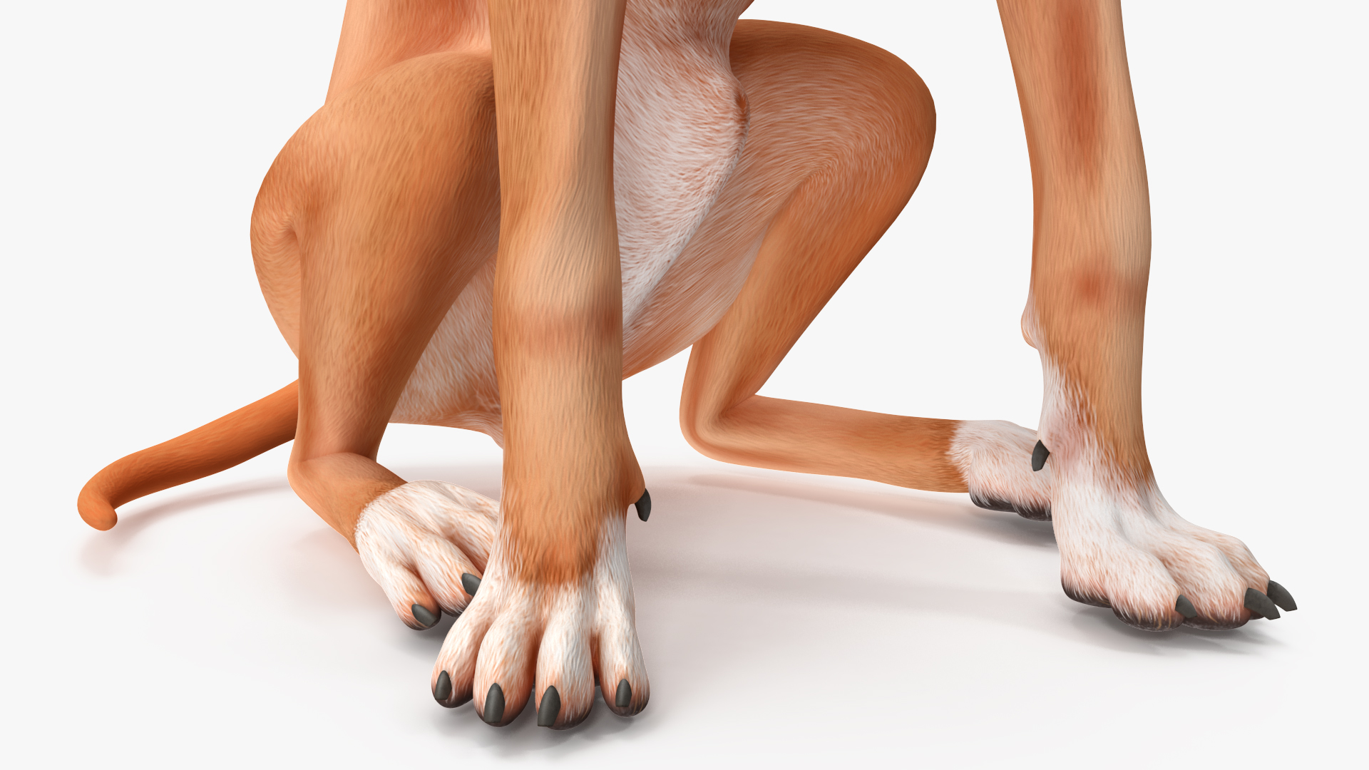 3D model Sitting Dog Boxer for 3D Print