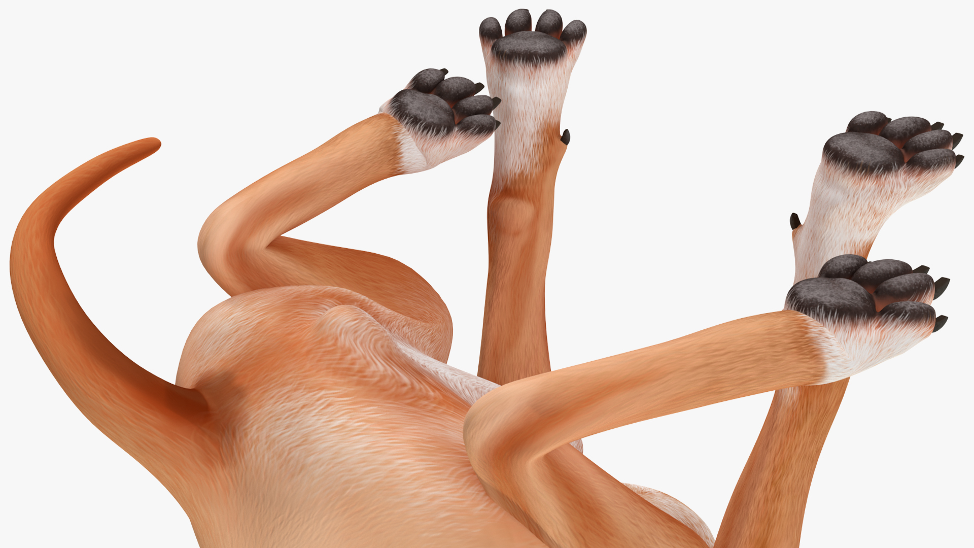 3D model Sitting Dog Boxer for 3D Print