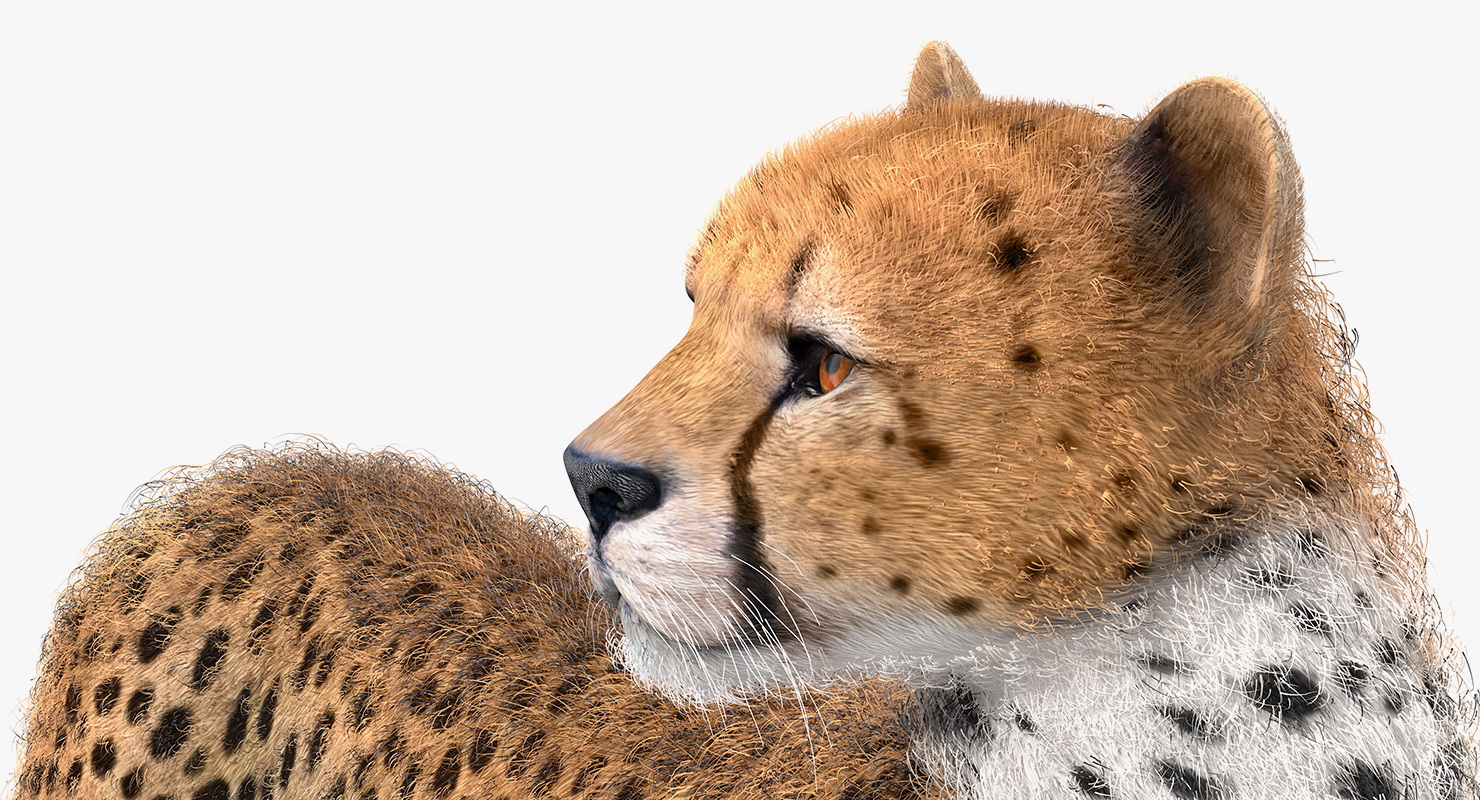 3D Cheetah Looking Around with Fur