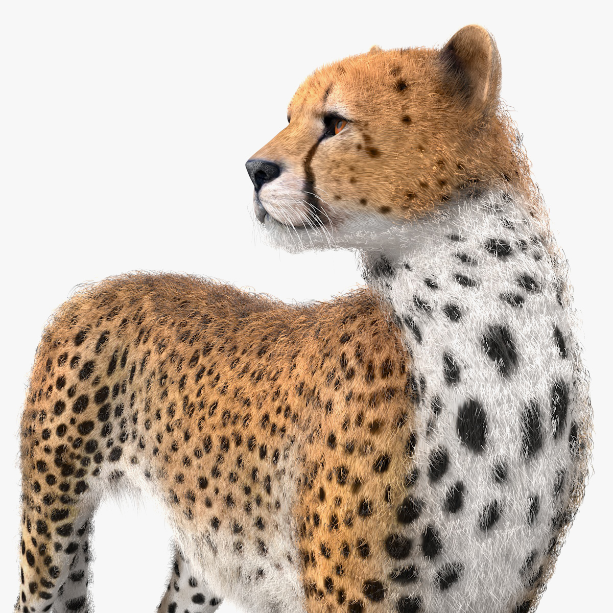 Cheetah with Fur 3D Model, view 4