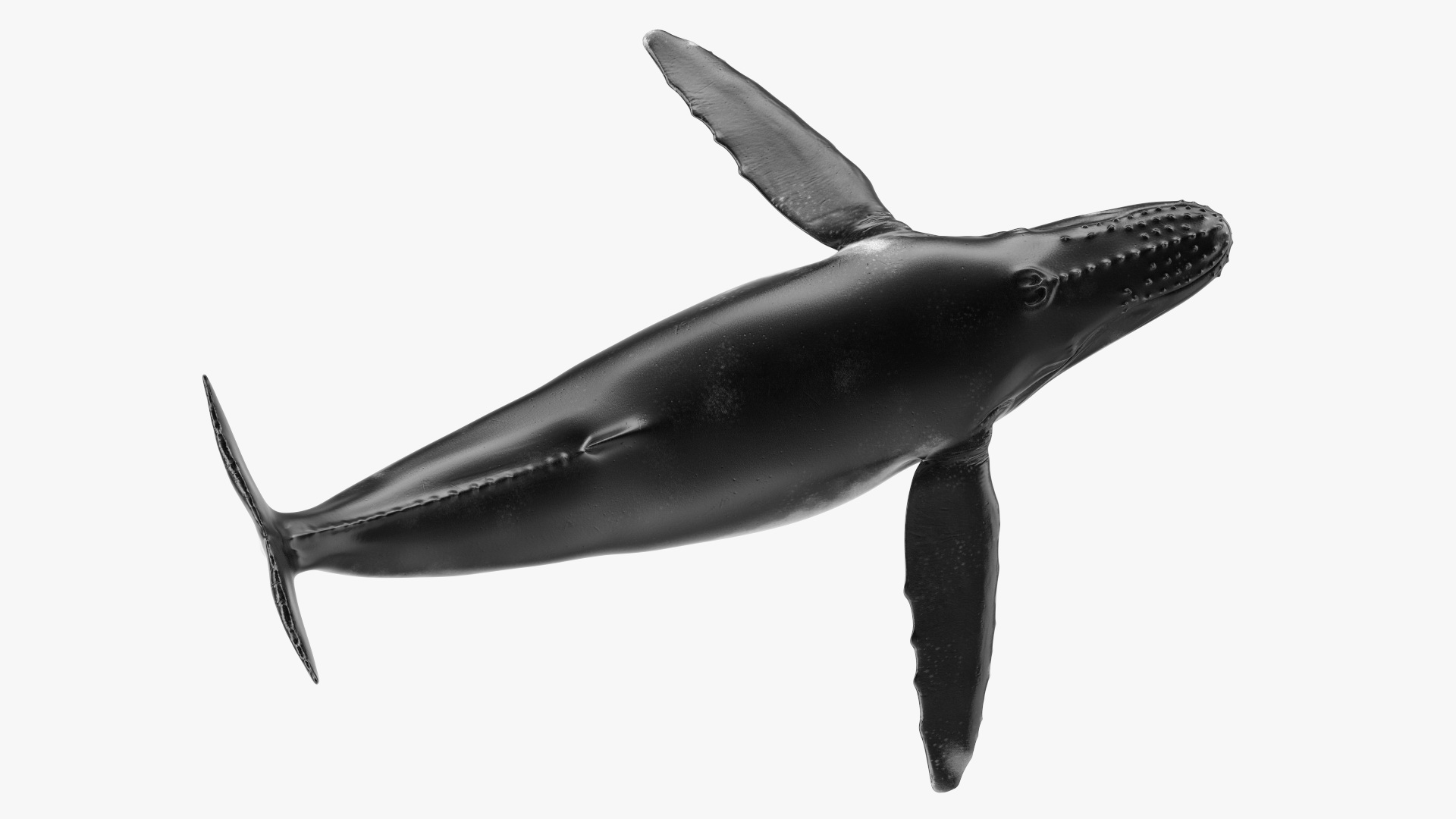 3D Realistic Humpback Whale Rigged