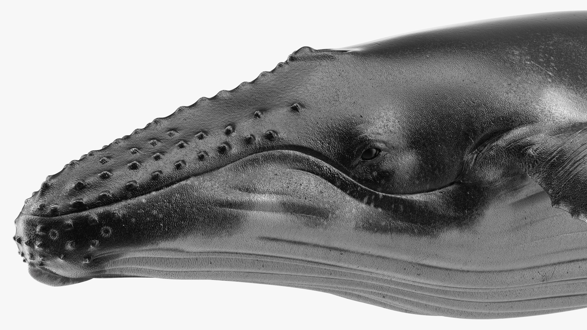 3D Realistic Humpback Whale Rigged