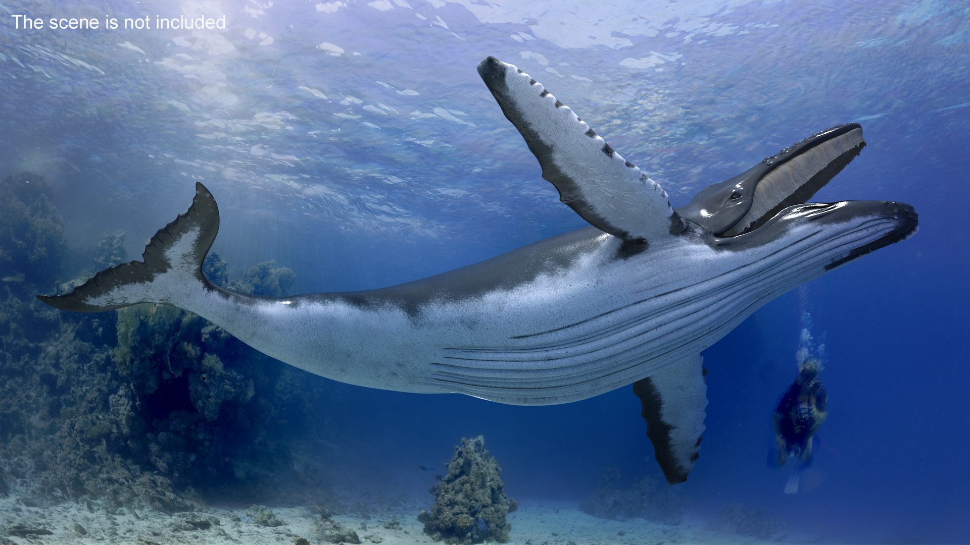 3D Realistic Humpback Whale Rigged