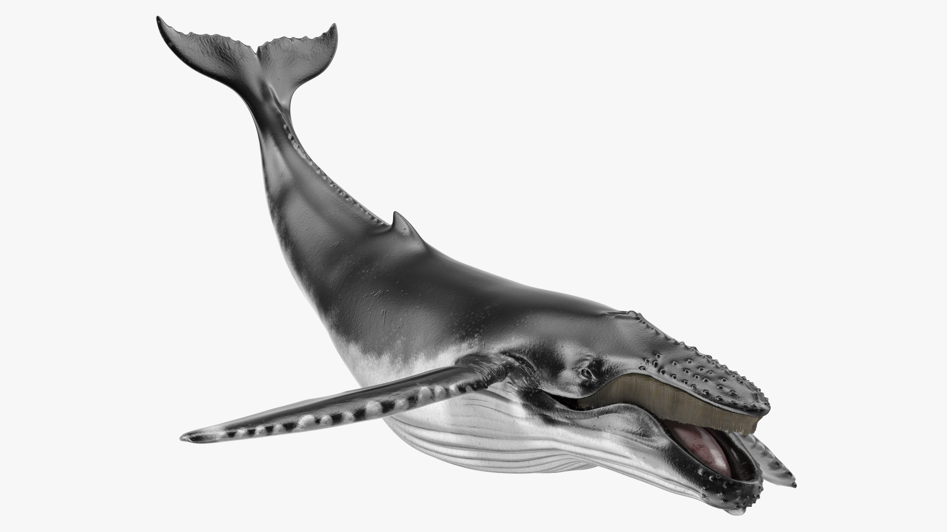 3D Realistic Humpback Whale Rigged