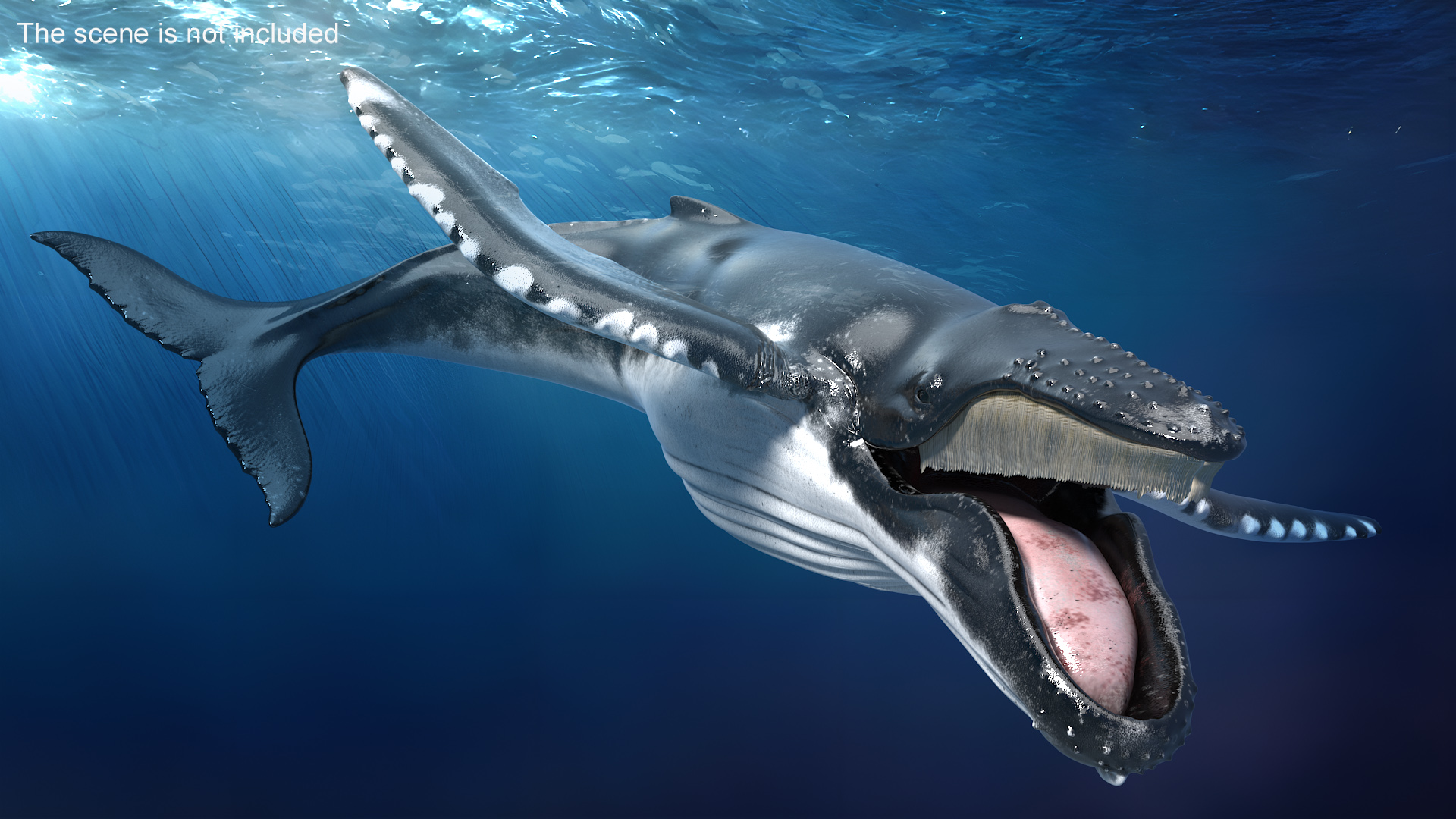 3D Realistic Humpback Whale Rigged