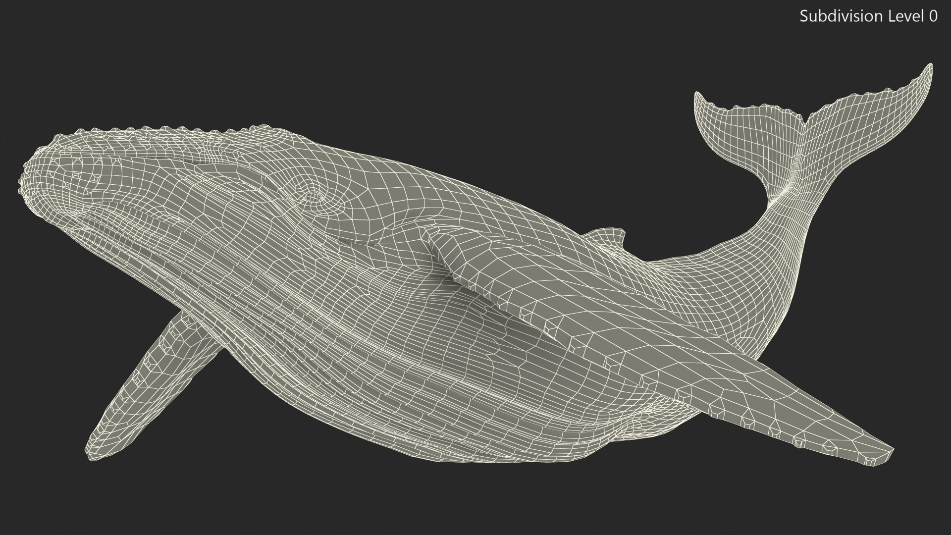 3D Realistic Humpback Whale Rigged