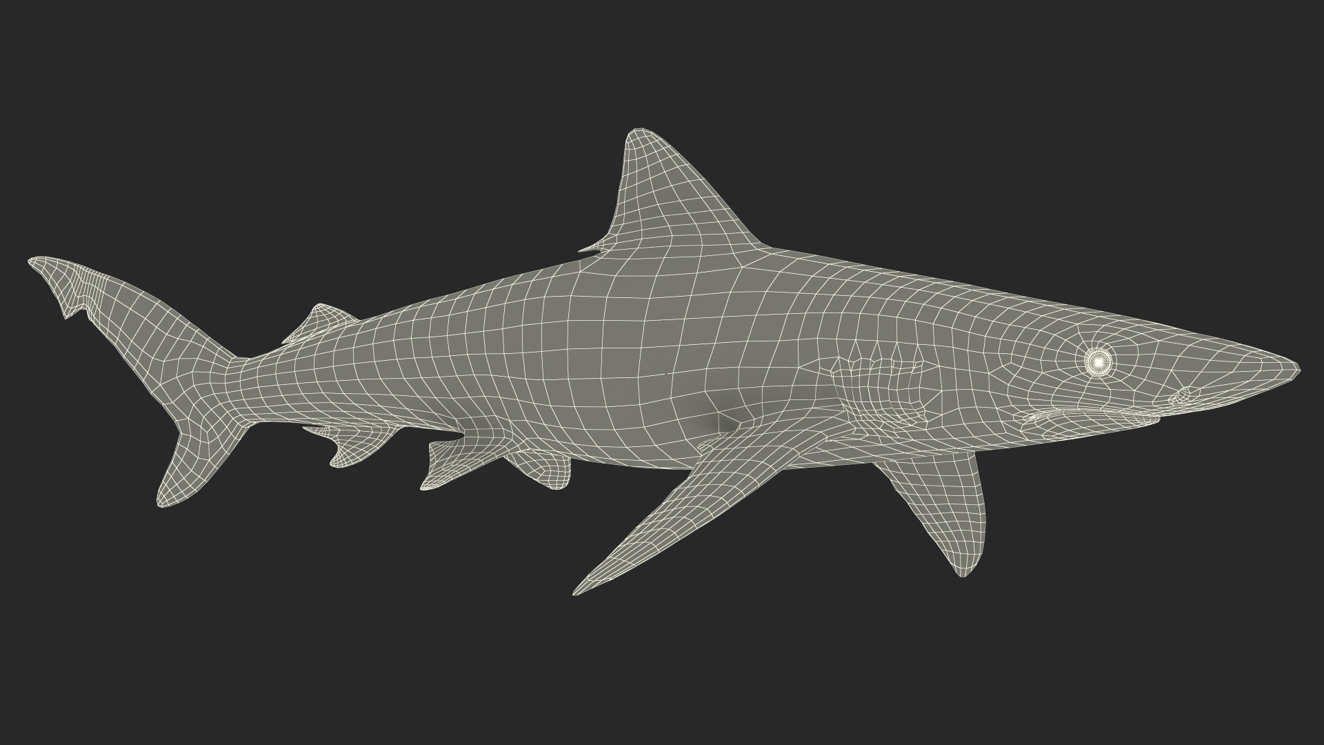 3D model Realistic Smalltail Shark