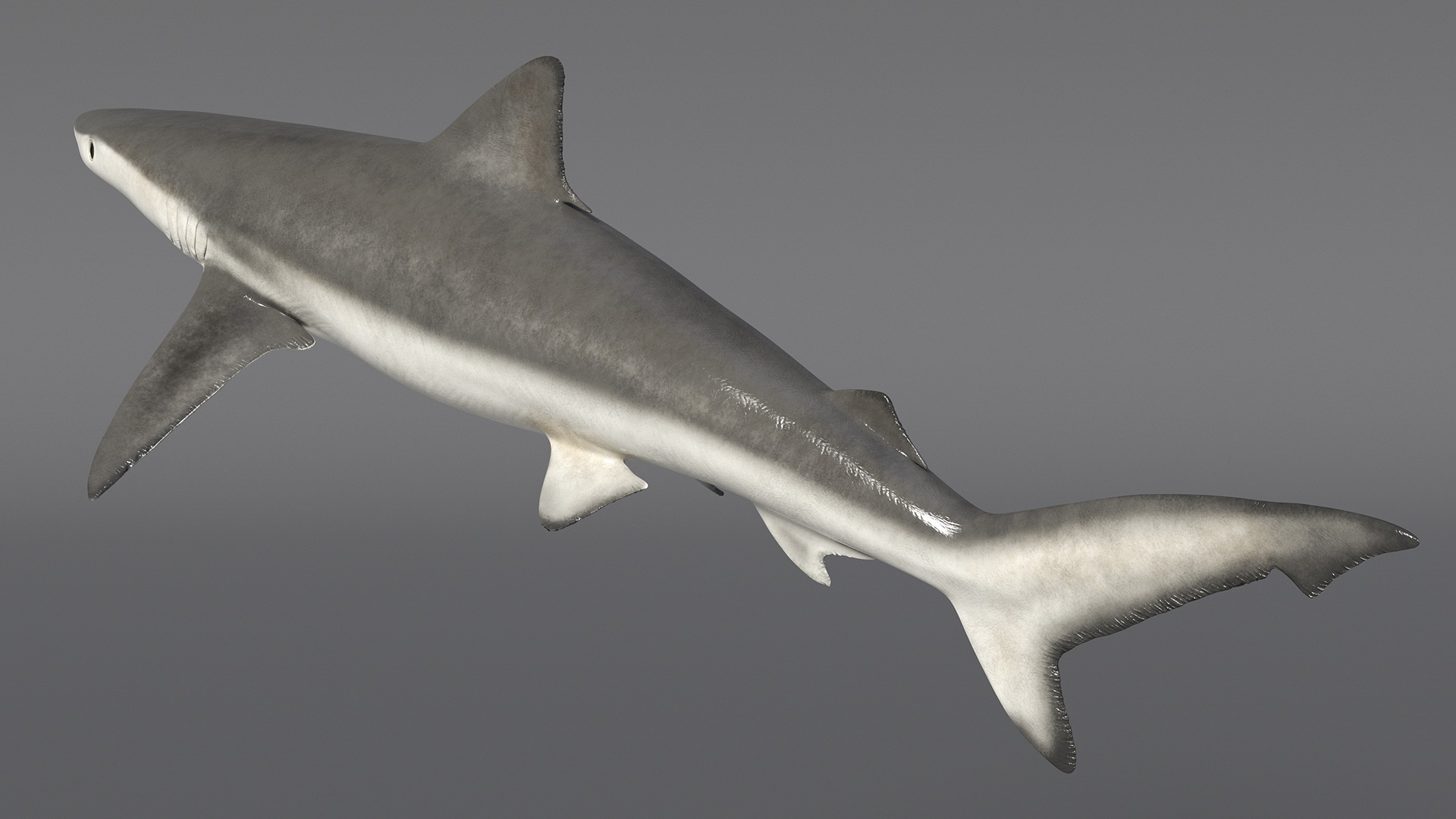 3D model Realistic Smalltail Shark