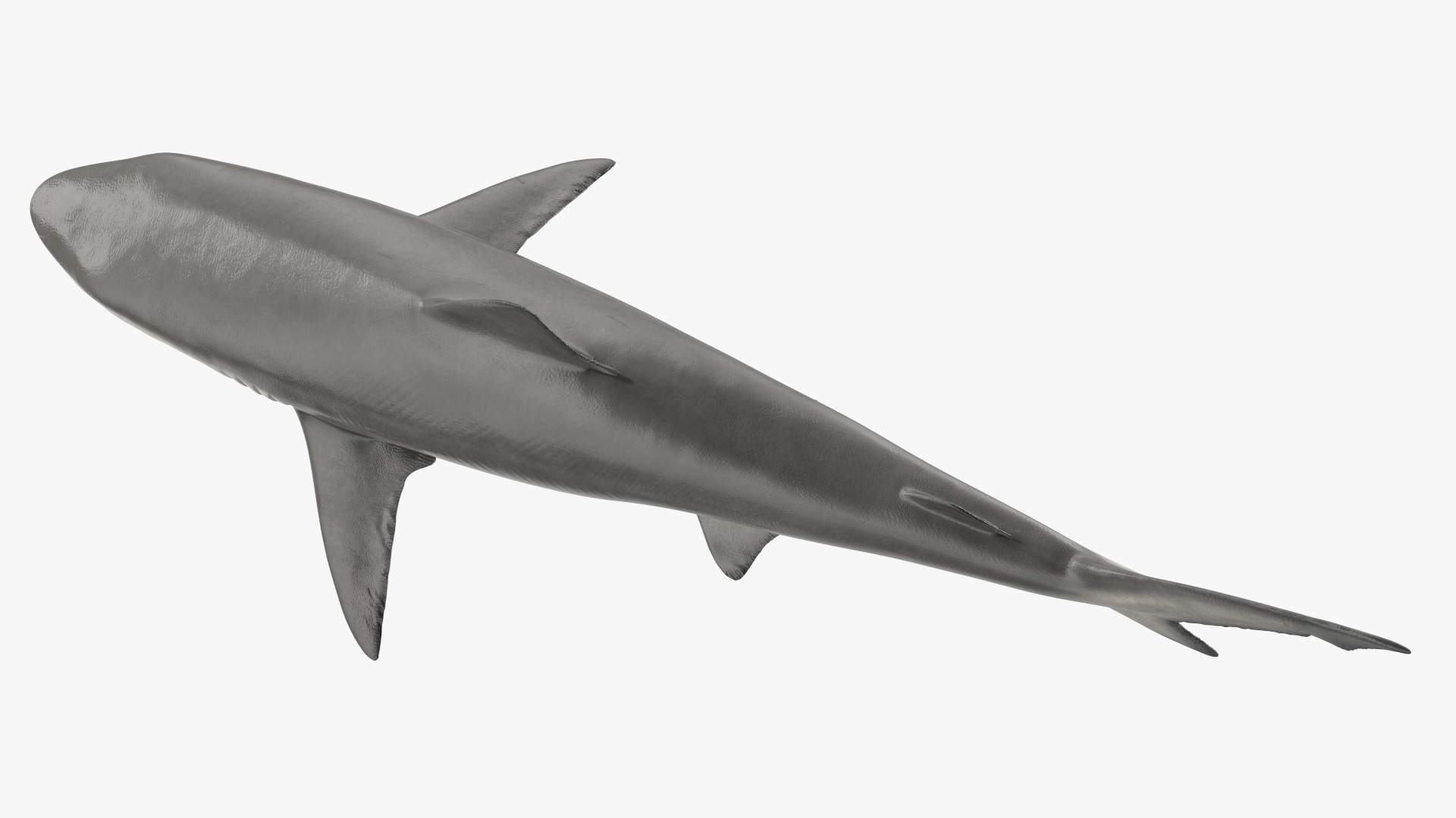 3D model Realistic Smalltail Shark