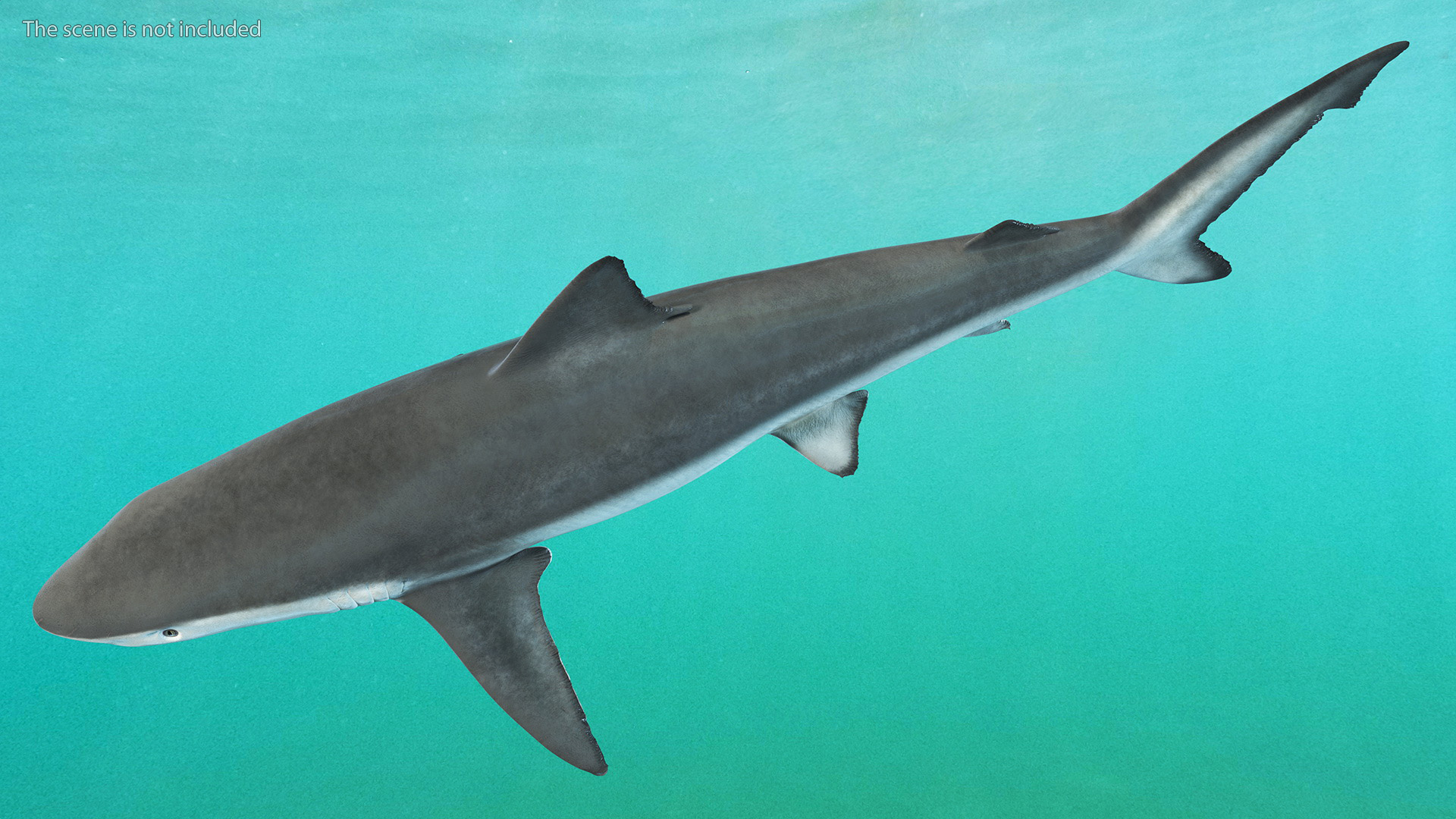 3D model Realistic Smalltail Shark