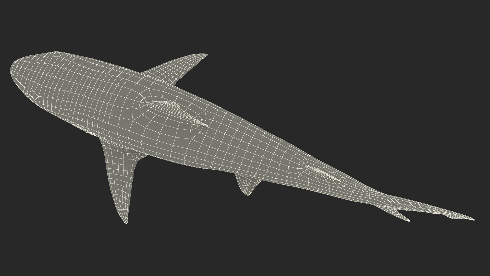 3D model Realistic Smalltail Shark