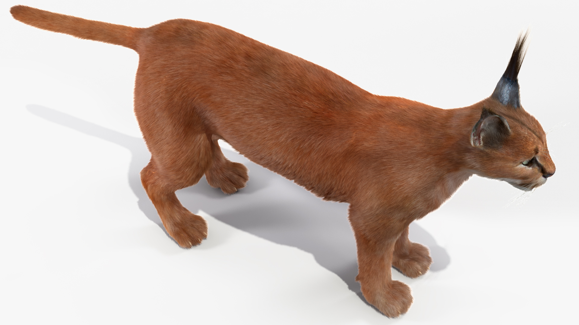 3D Caracal Fur