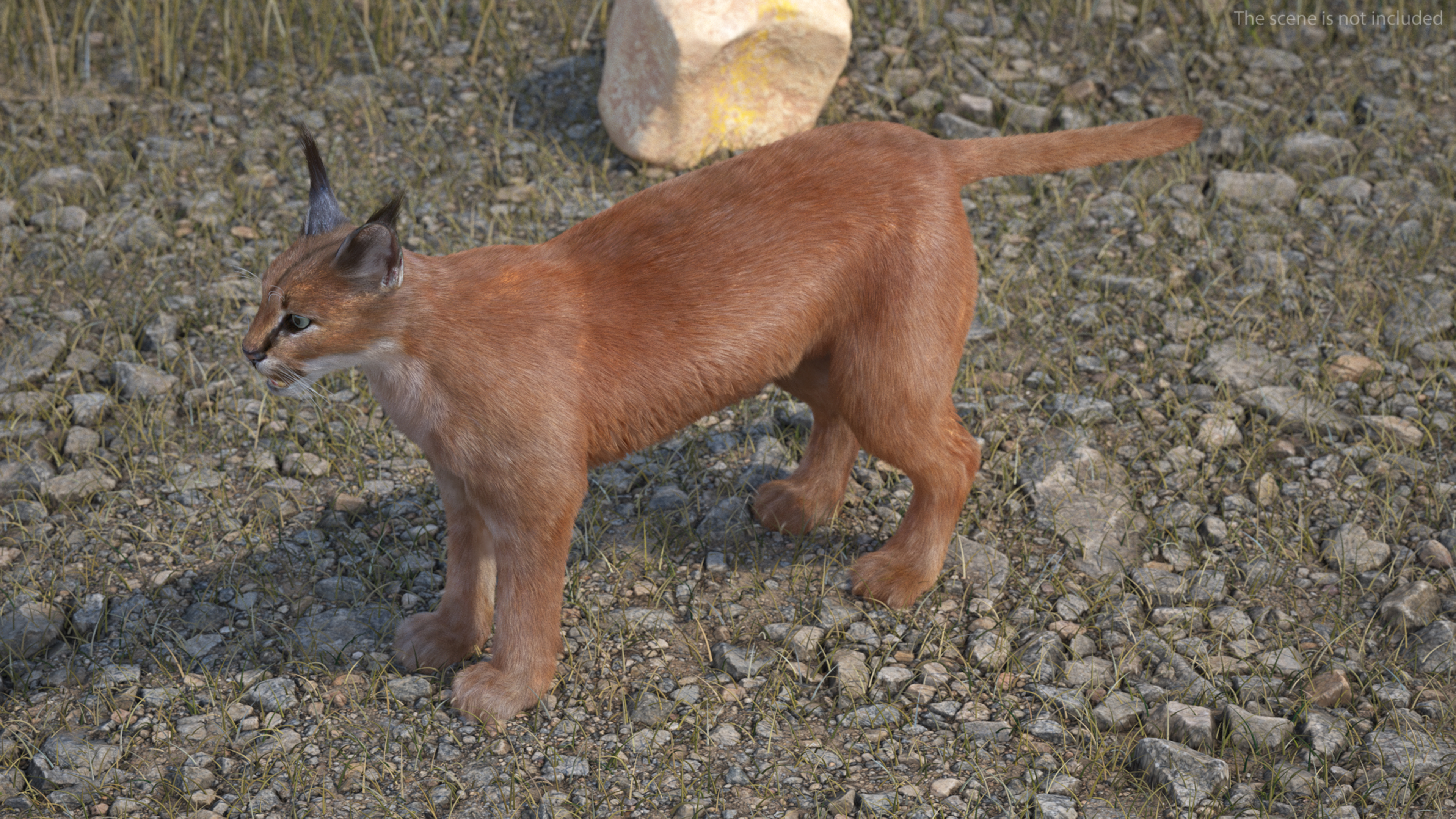 3D Caracal Fur