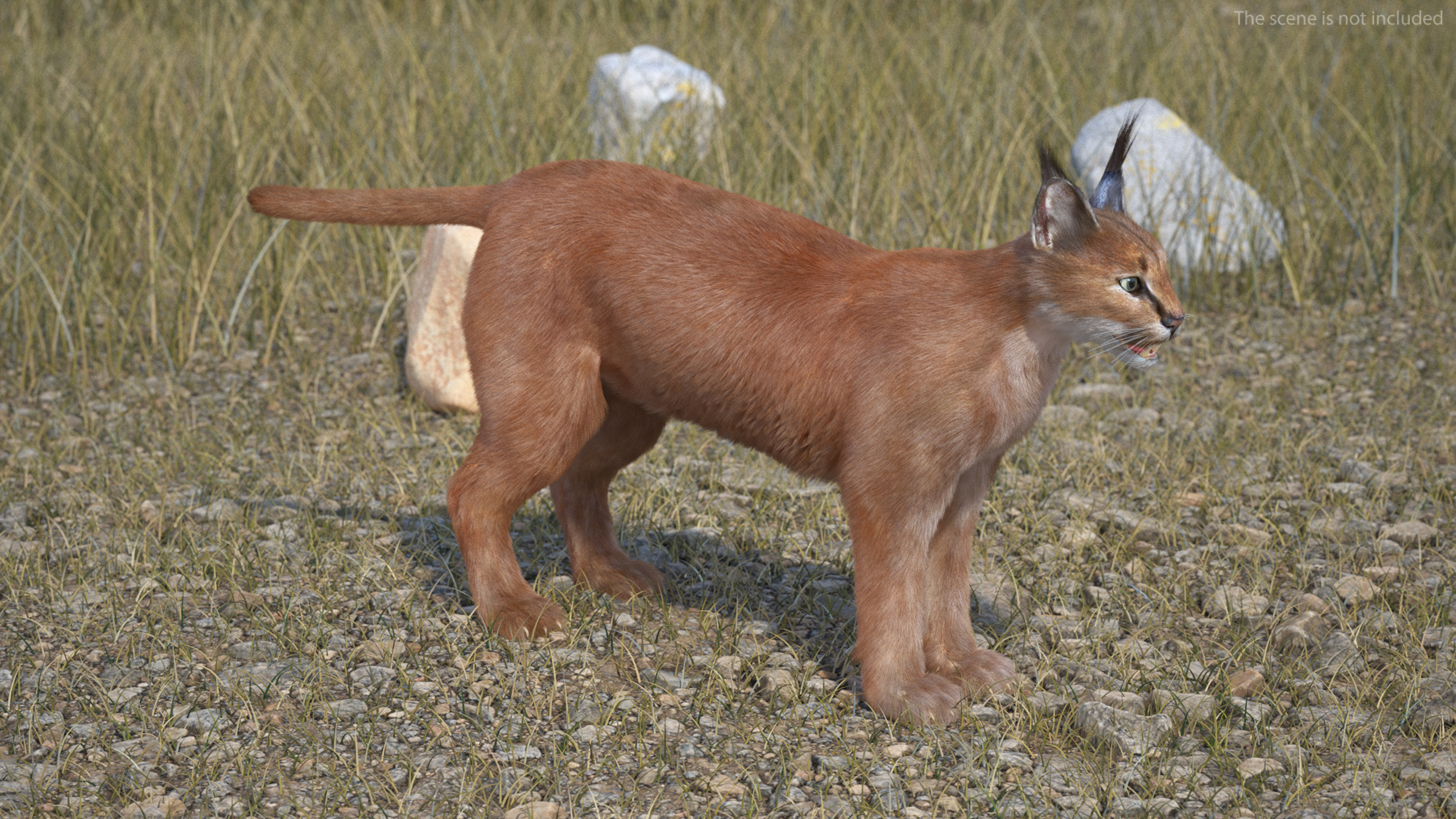 3D Caracal Fur