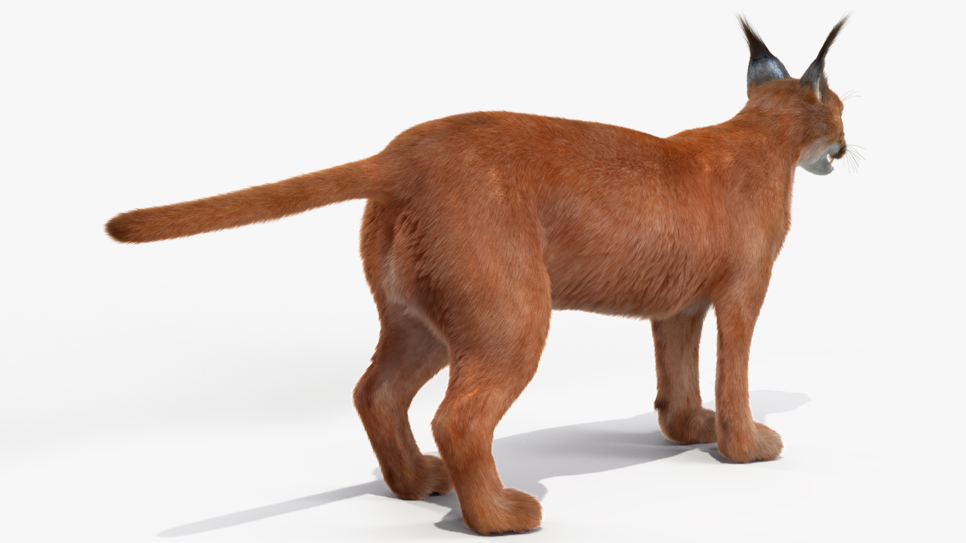 3D Caracal Fur