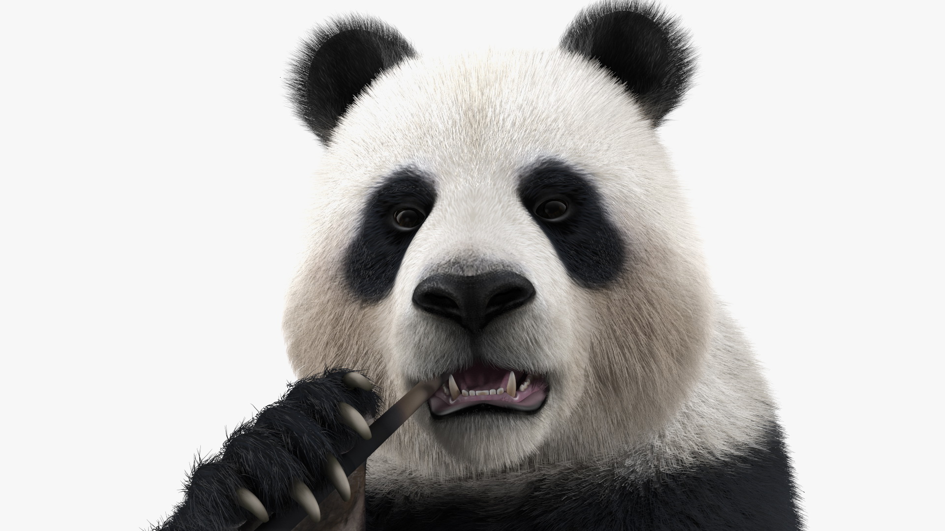 3D Giant Panda Sitting Pose Fur model