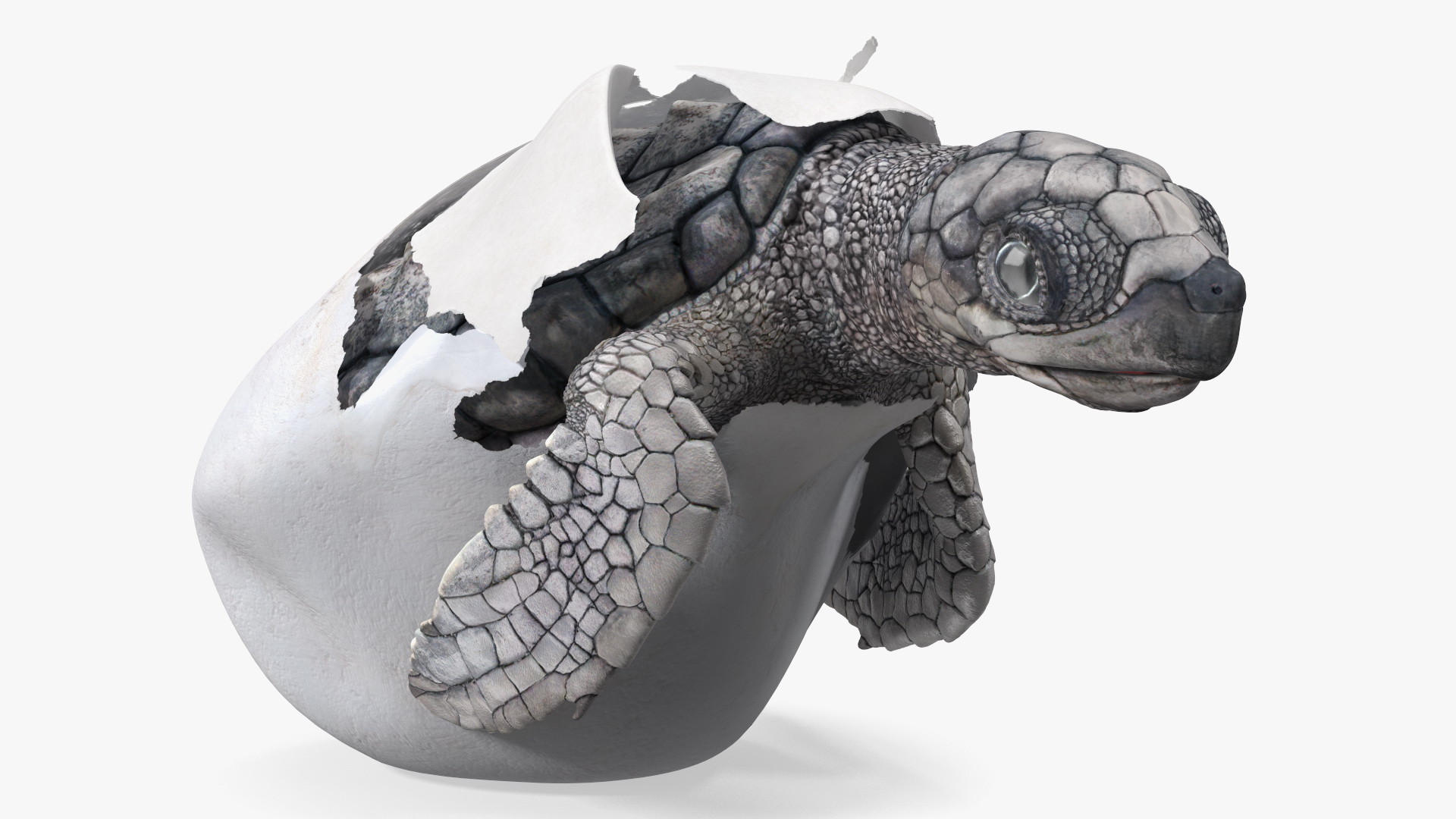 3D Sea Turtle Hatchling Emerging from Egg model