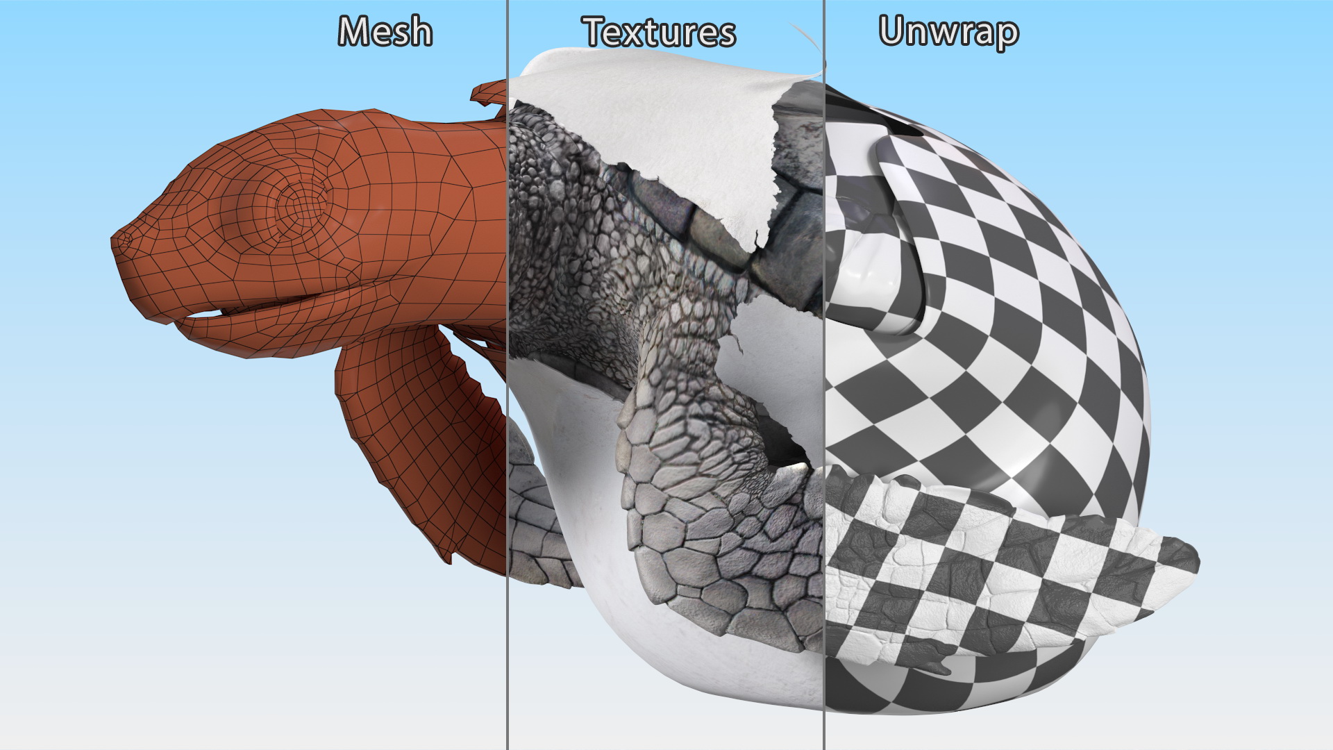 3D Sea Turtle Hatchling Emerging from Egg model