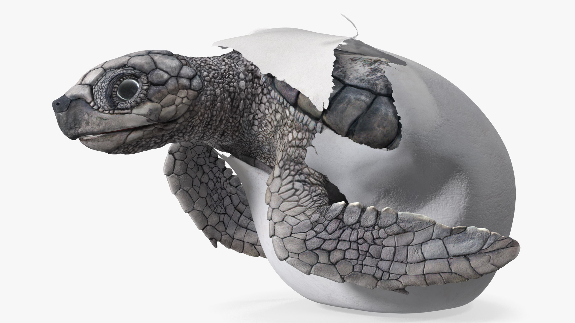 3D Sea Turtle Hatchling Emerging from Egg model