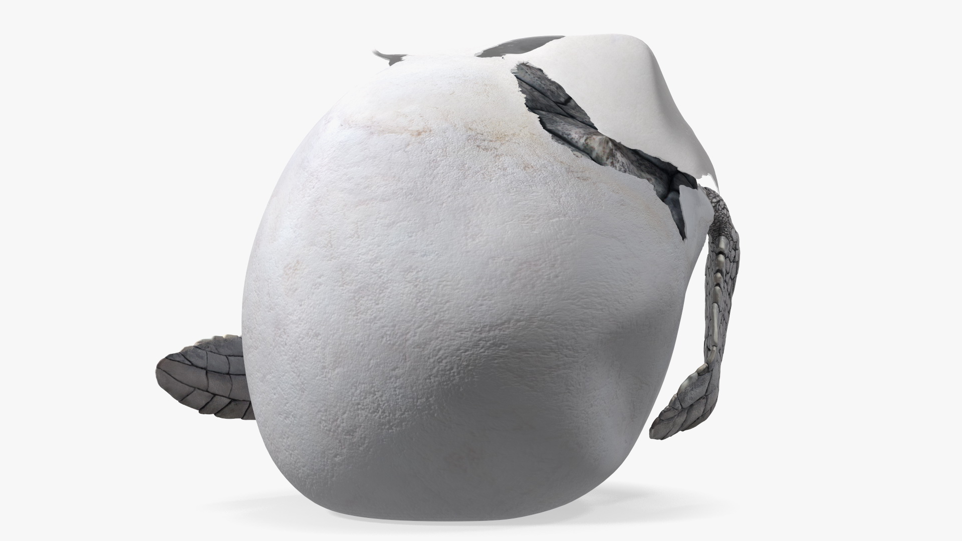 3D Sea Turtle Hatchling Emerging from Egg model