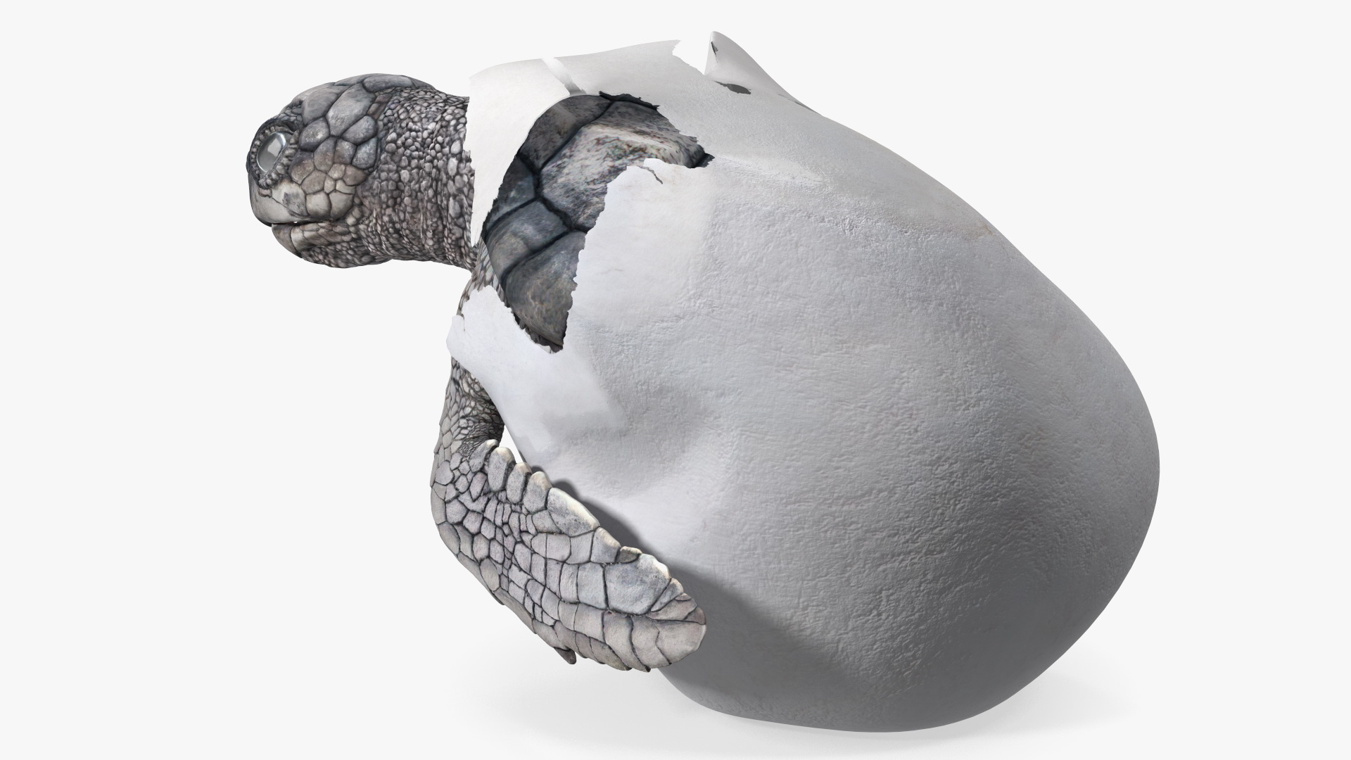 3D Sea Turtle Hatchling Emerging from Egg model