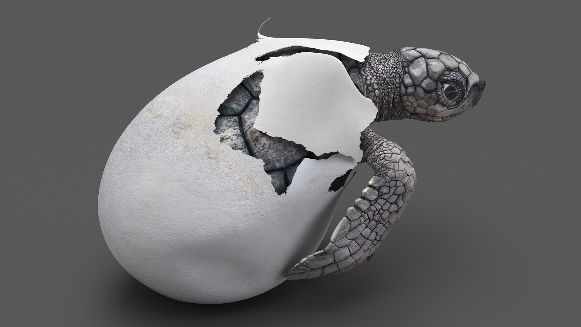 3D Sea Turtle Hatchling Emerging from Egg model