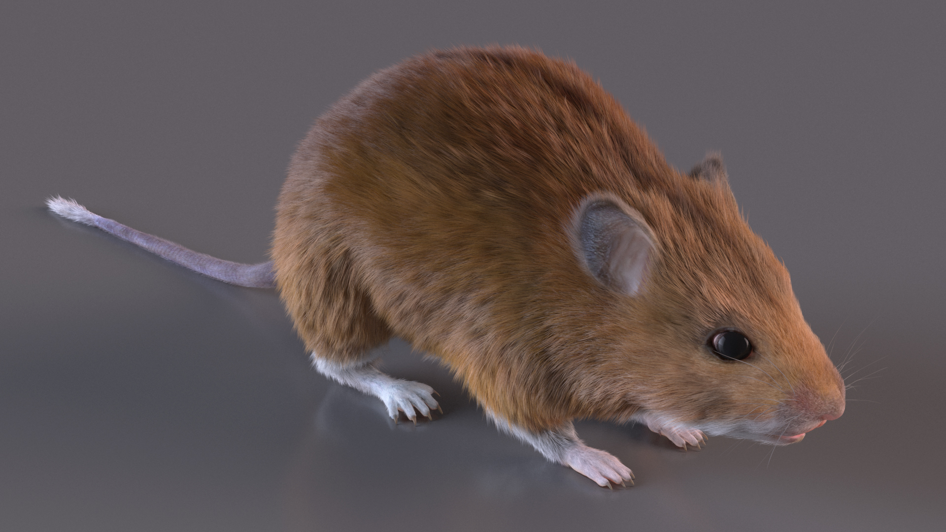 Kakadu Pebble-mound Mouse Base Pose Fur 3D model