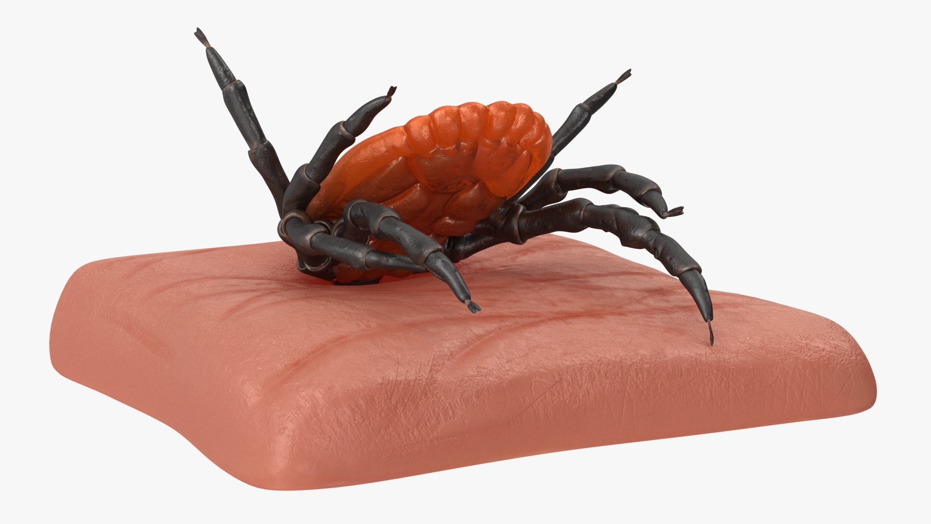 3D Tick Stuck in Skin model
