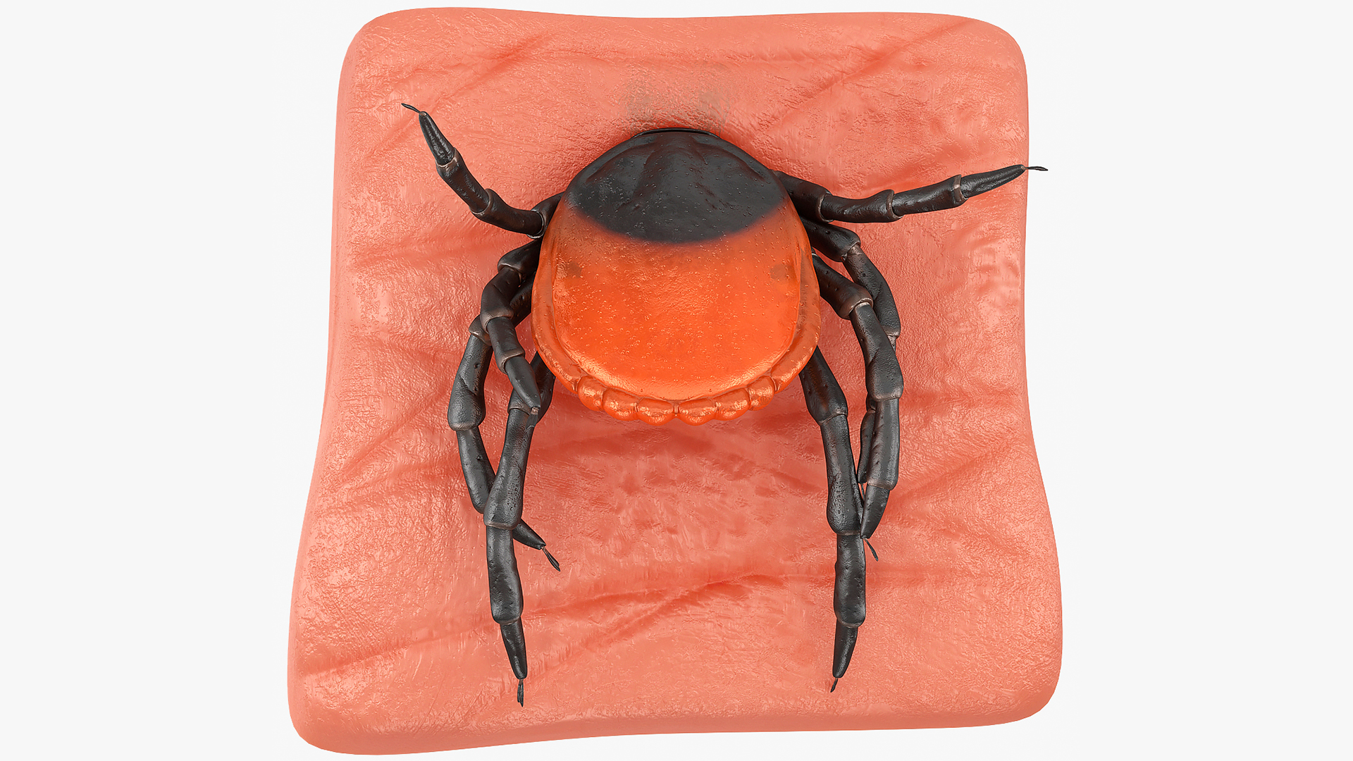 3D Tick Stuck in Skin model