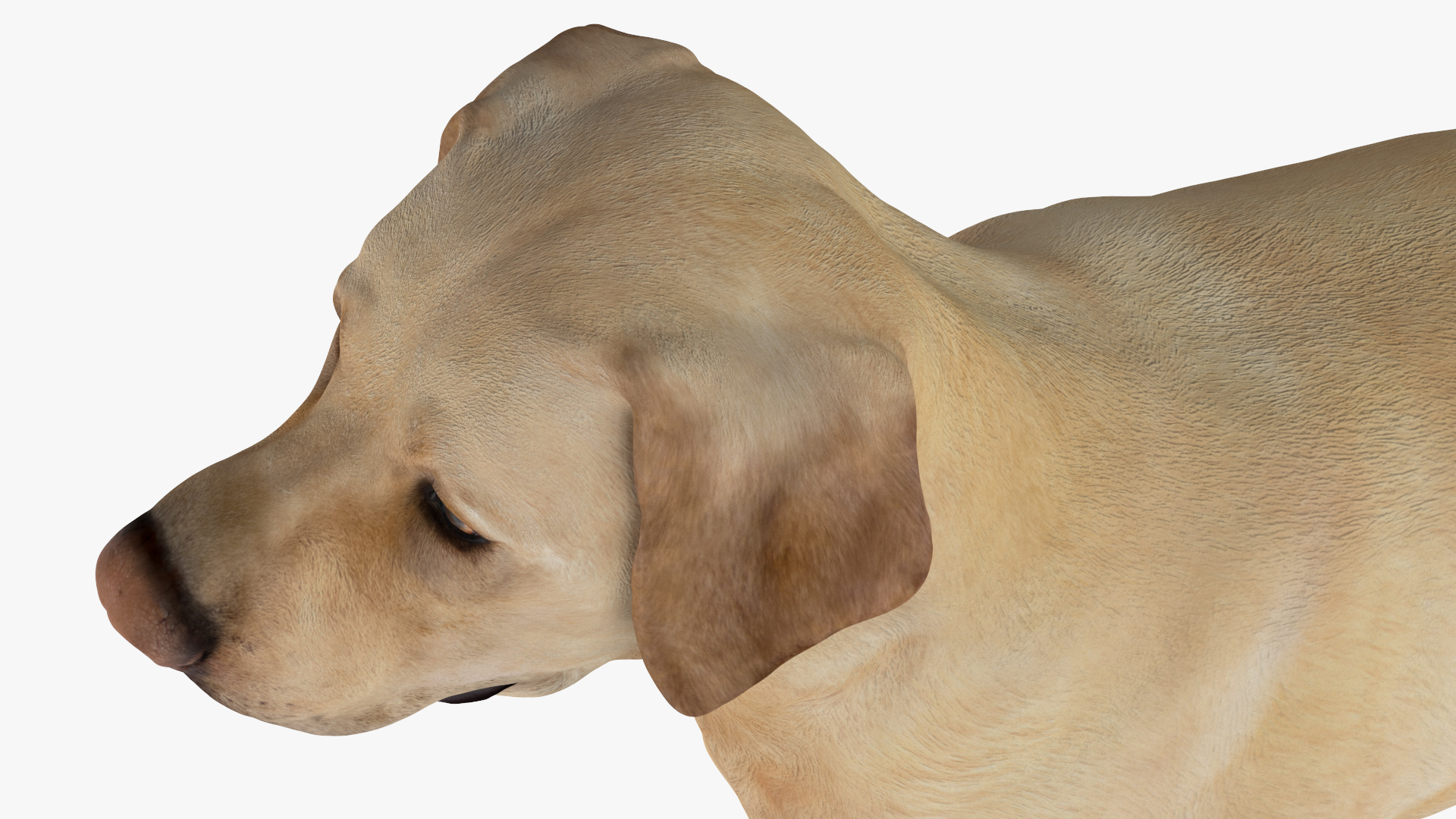 3D model Labrador Dog White with Muzzle