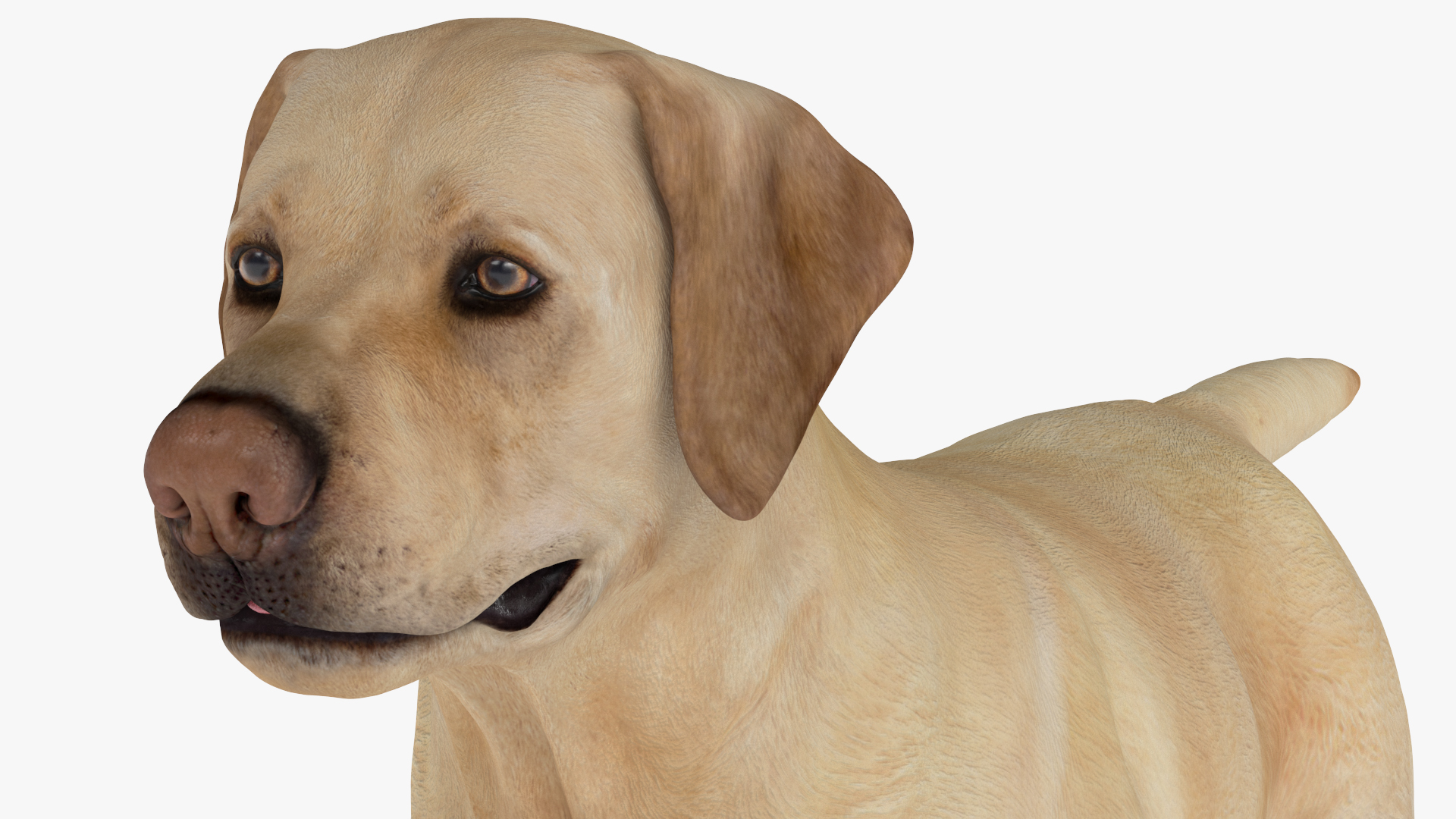 3D model Labrador Dog White with Muzzle