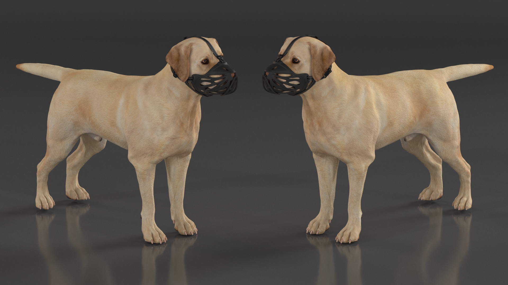 3D model Labrador Dog White with Muzzle